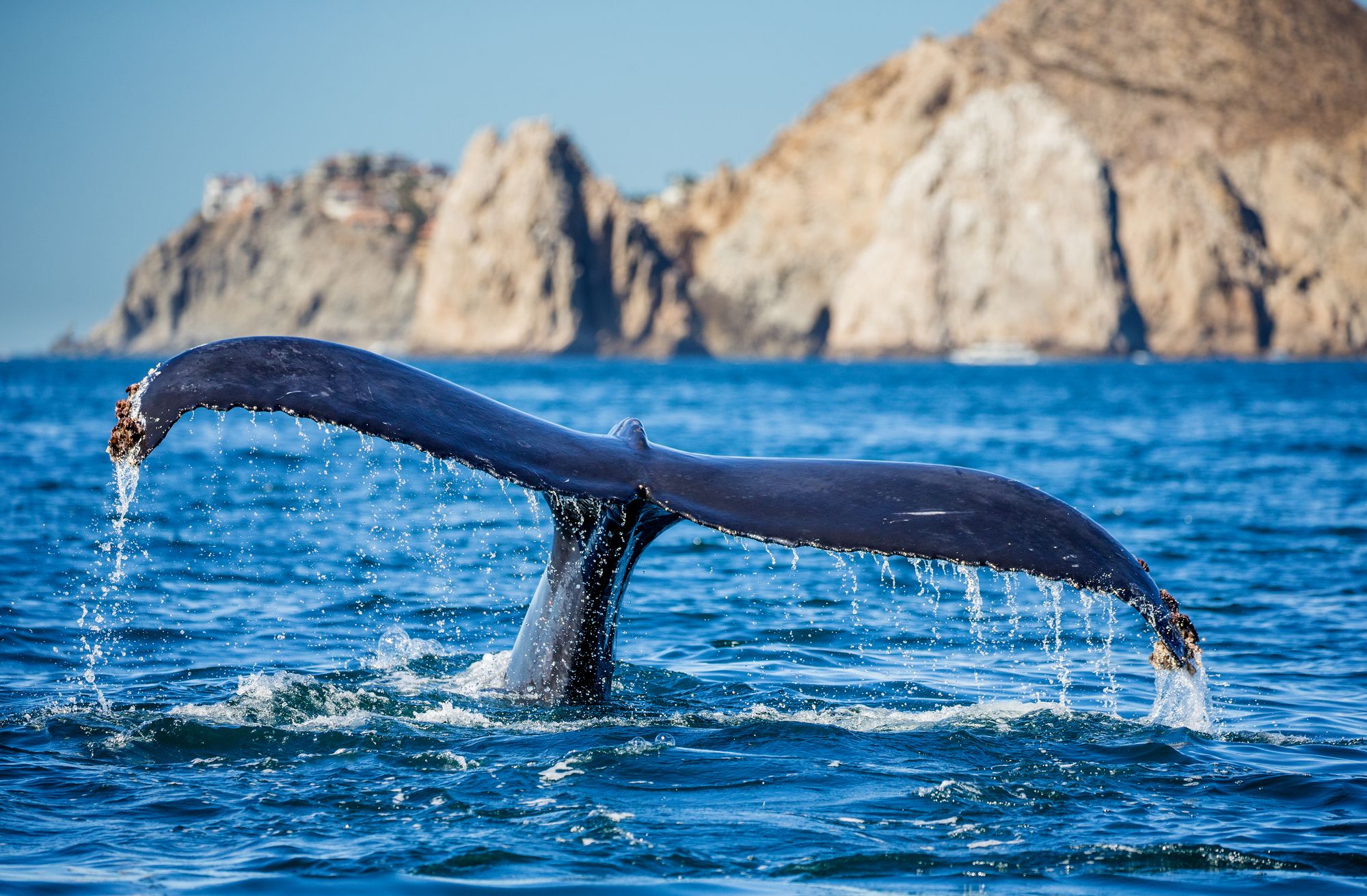 The tail of the Hadba whale on the Cortez Sea, Mexico