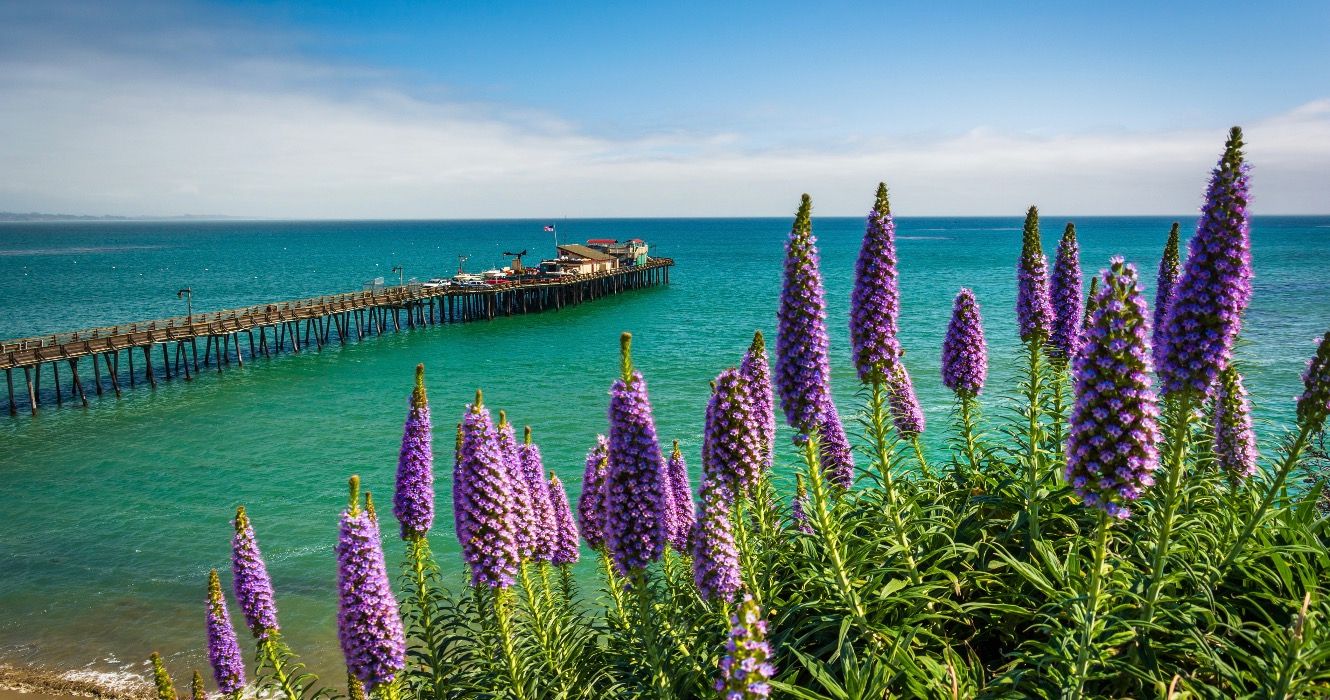 Purple flowers and view of the pier in Capitola, California.