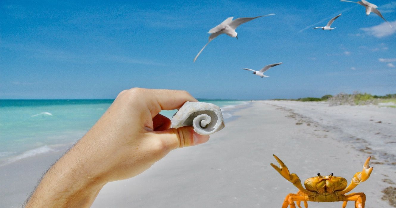 Holding Seashell on Caladesi Island Beach