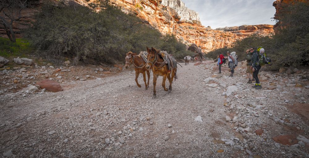 Mules in the Havasupai Reservation