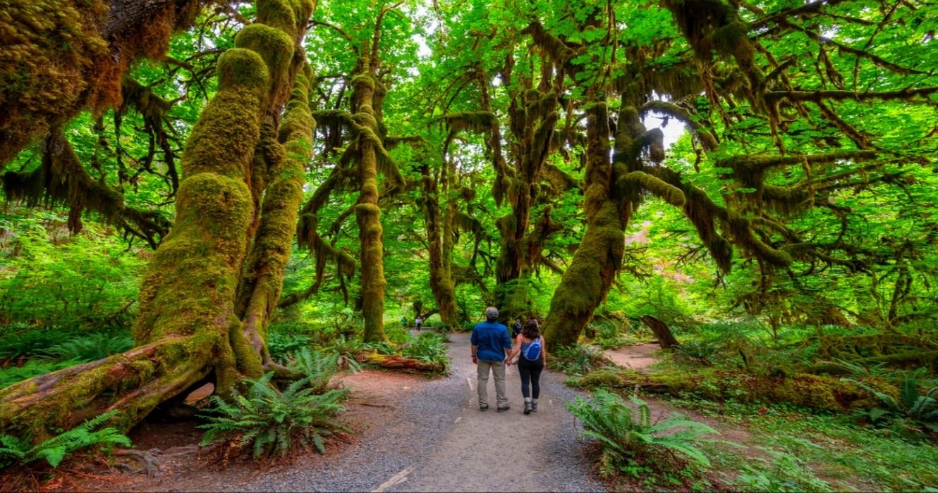 Hall of Mosses Trail in Hoh National Rainforest, Olympic National Park, Washington, WA, USA
