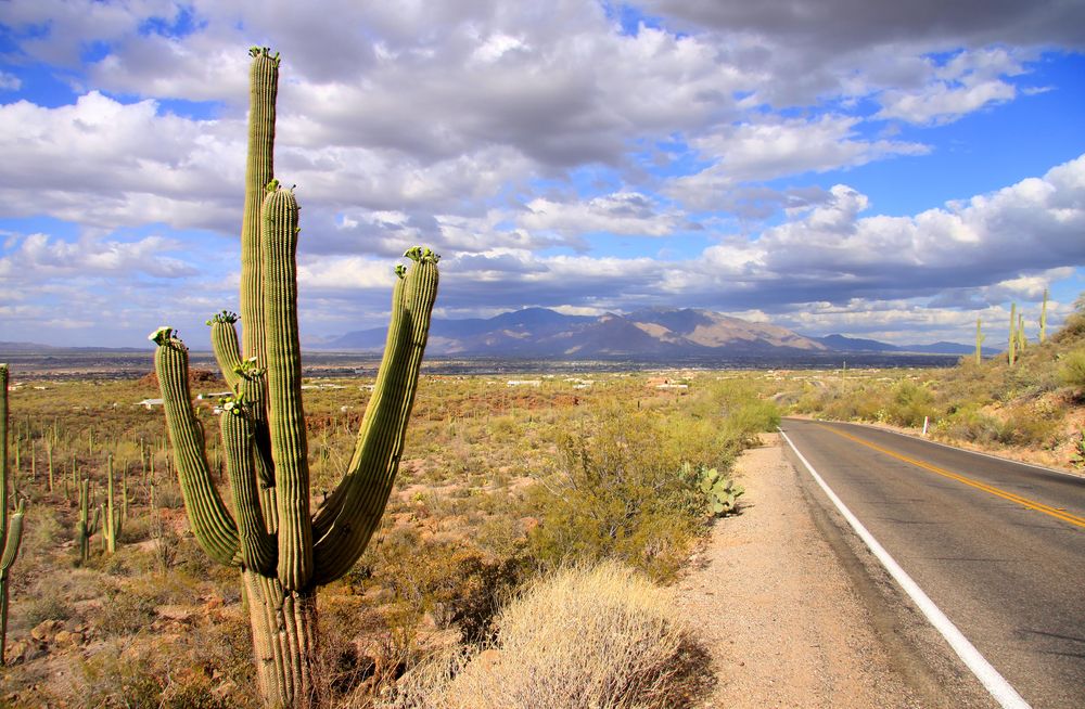 Saguaro National Park, AZ, Arizona, USA