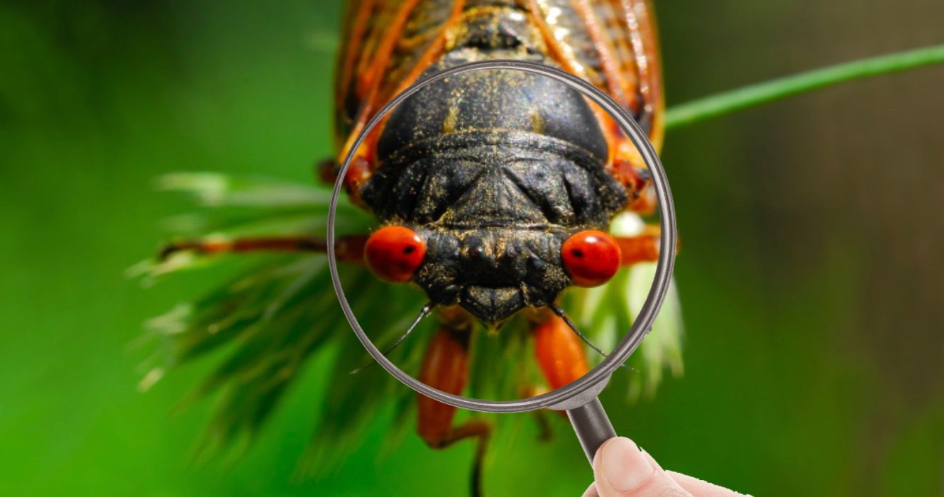 A macro head shot of a17-year cicada.