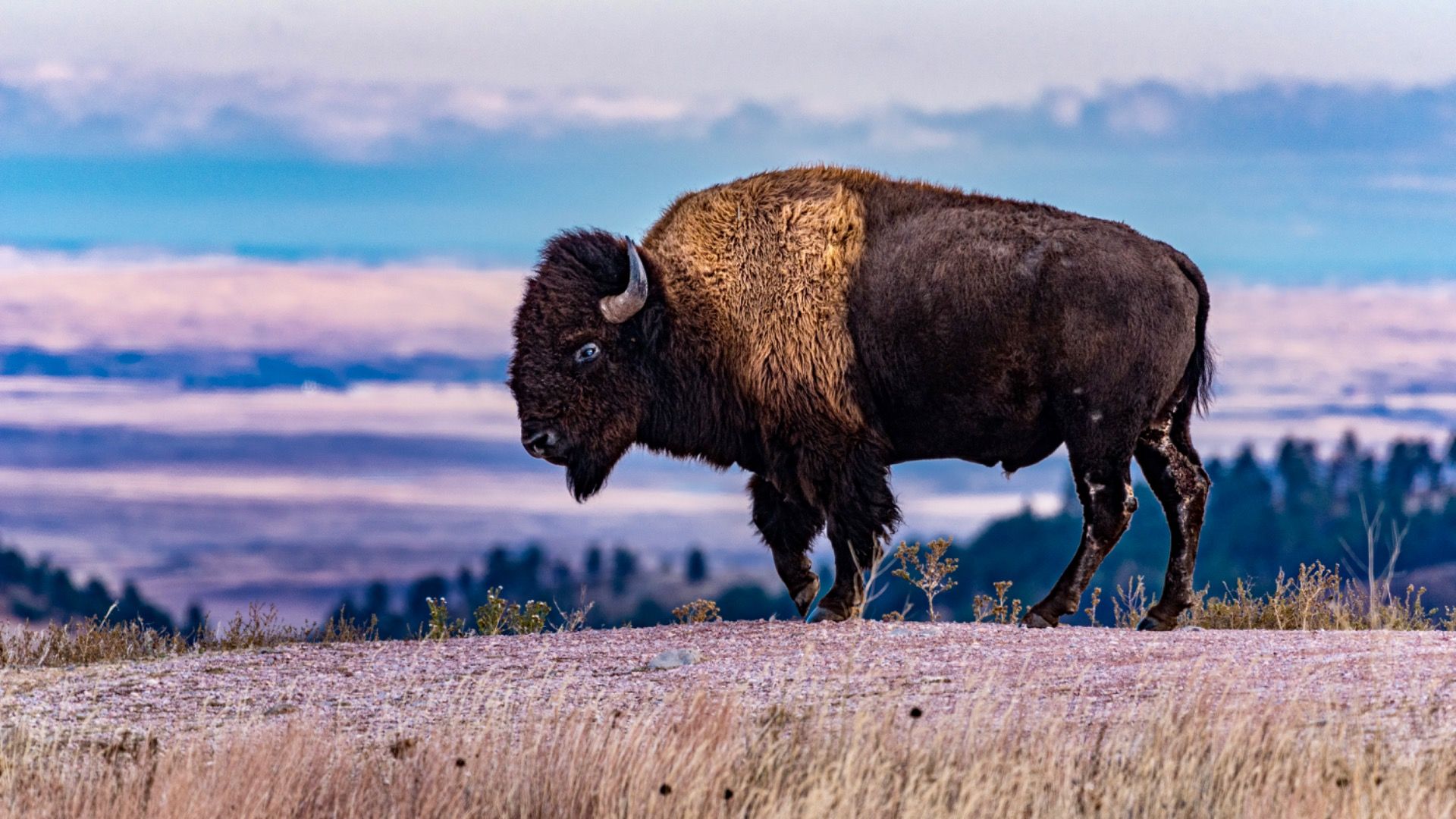 Sturdy Bison Stands in Wind Cave National Park