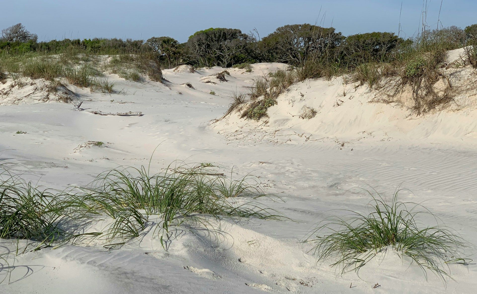 Sand dunes on Jekyll Island, Georgia, USA