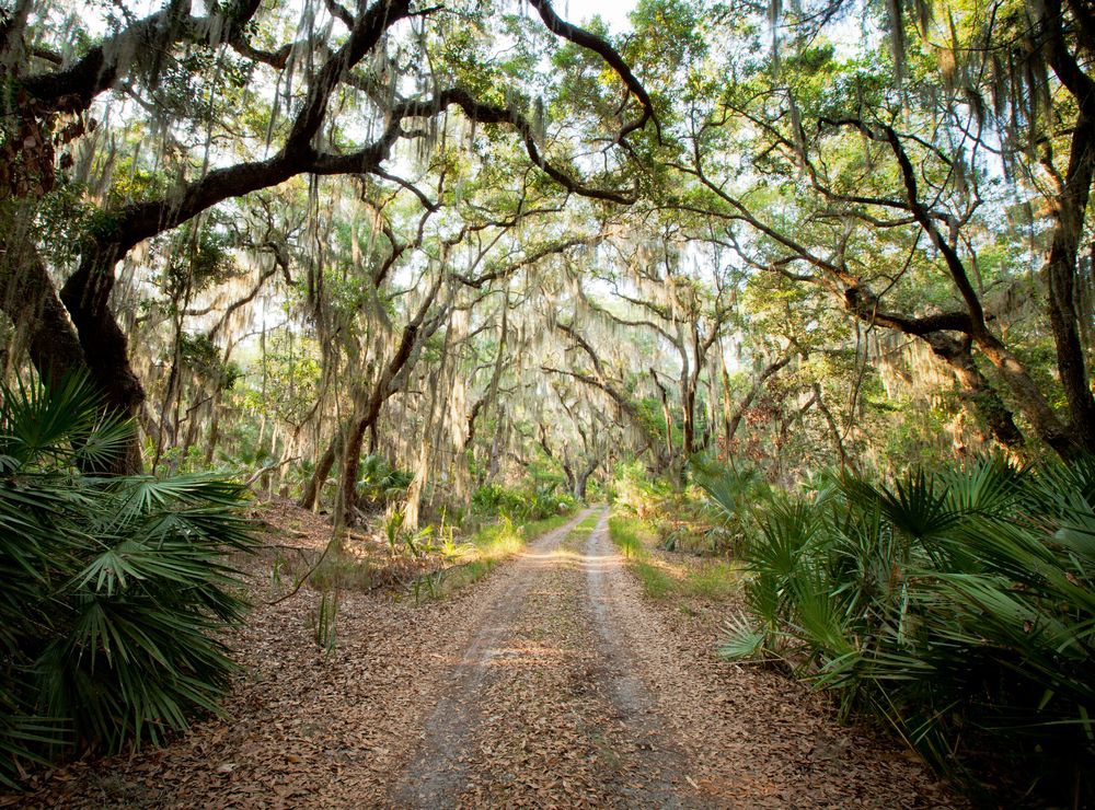 Live Oak Road in Little St. Simons Island, Georgia, USA