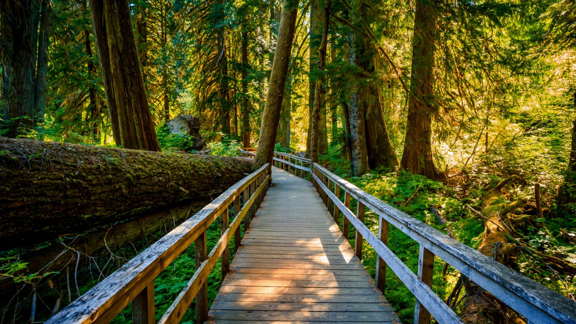 Suspension Bridge to the Grove of the Patriarchs in Mount Rainier National Park, Washington