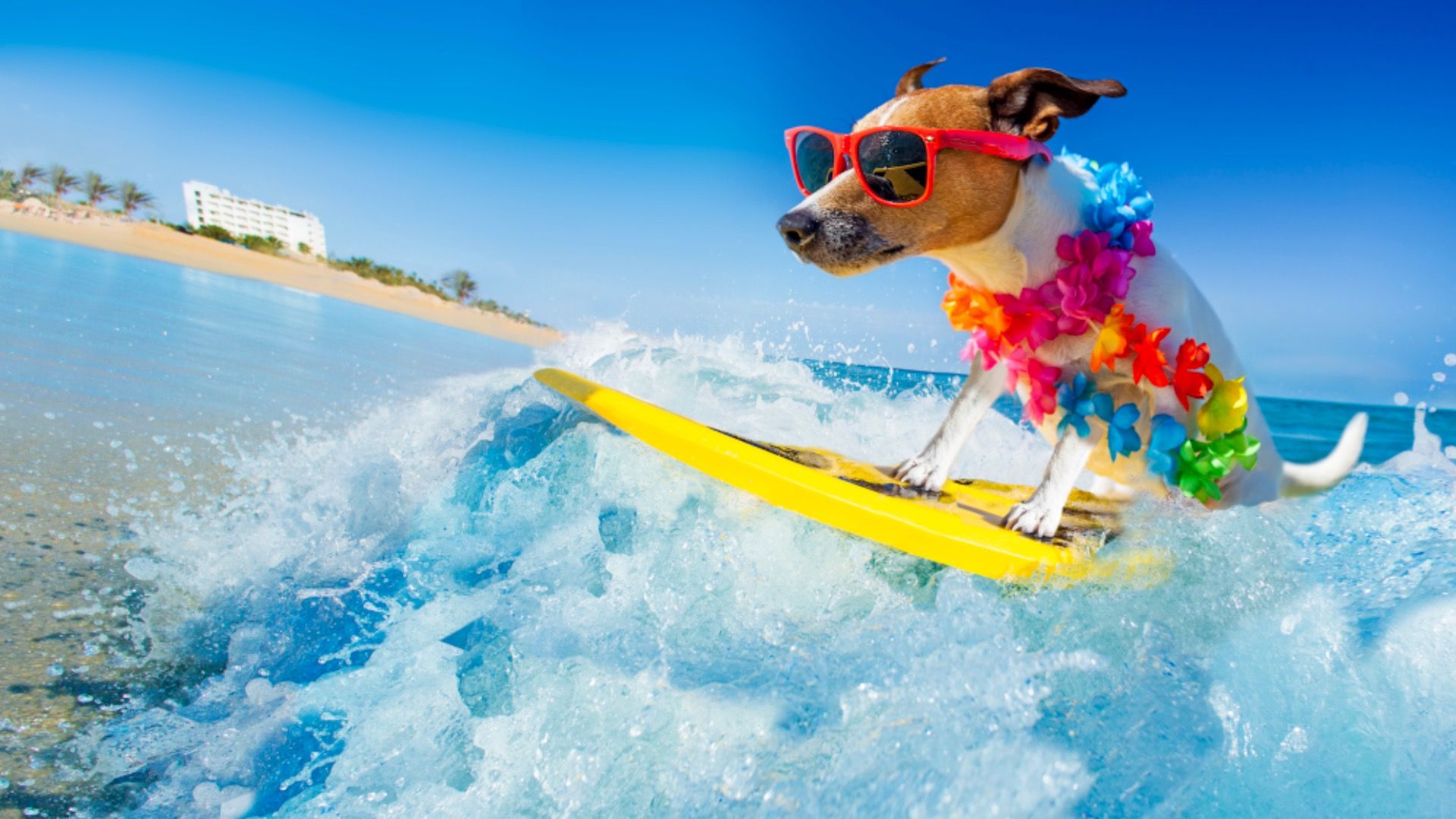 Dog riding surfboard in Hawaii, fun travel shot