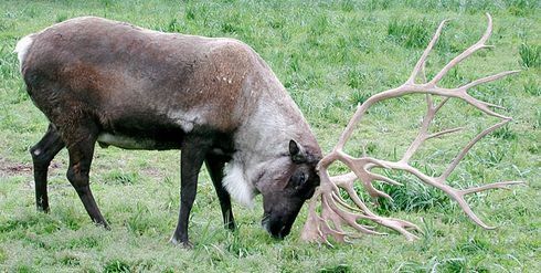 Beloved Anchorage Reindeer Euthanized After Disturbing Break-In