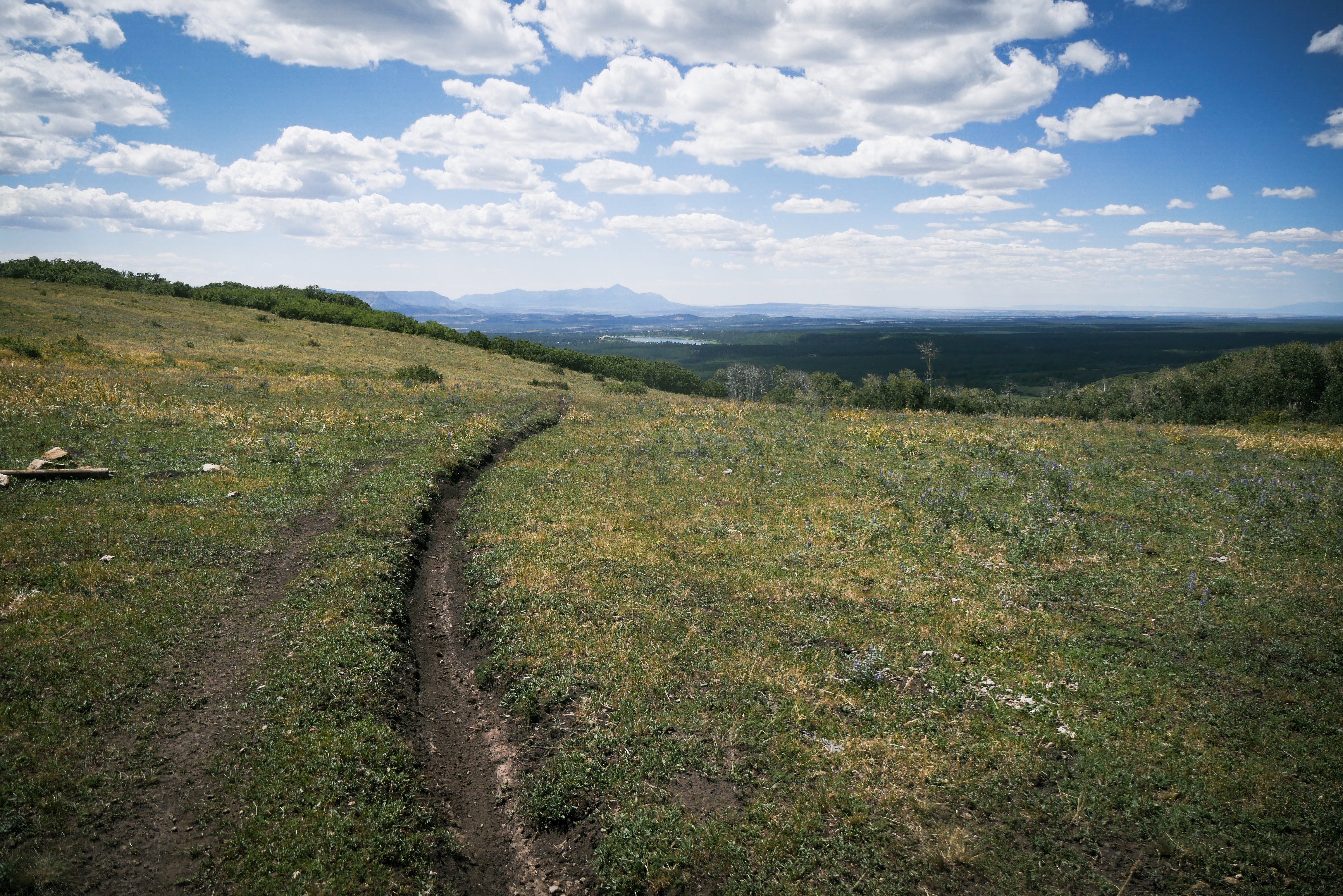 Trail on top of grassy green meadow overlooking a lake in Mancos State Park, Colorado, USA