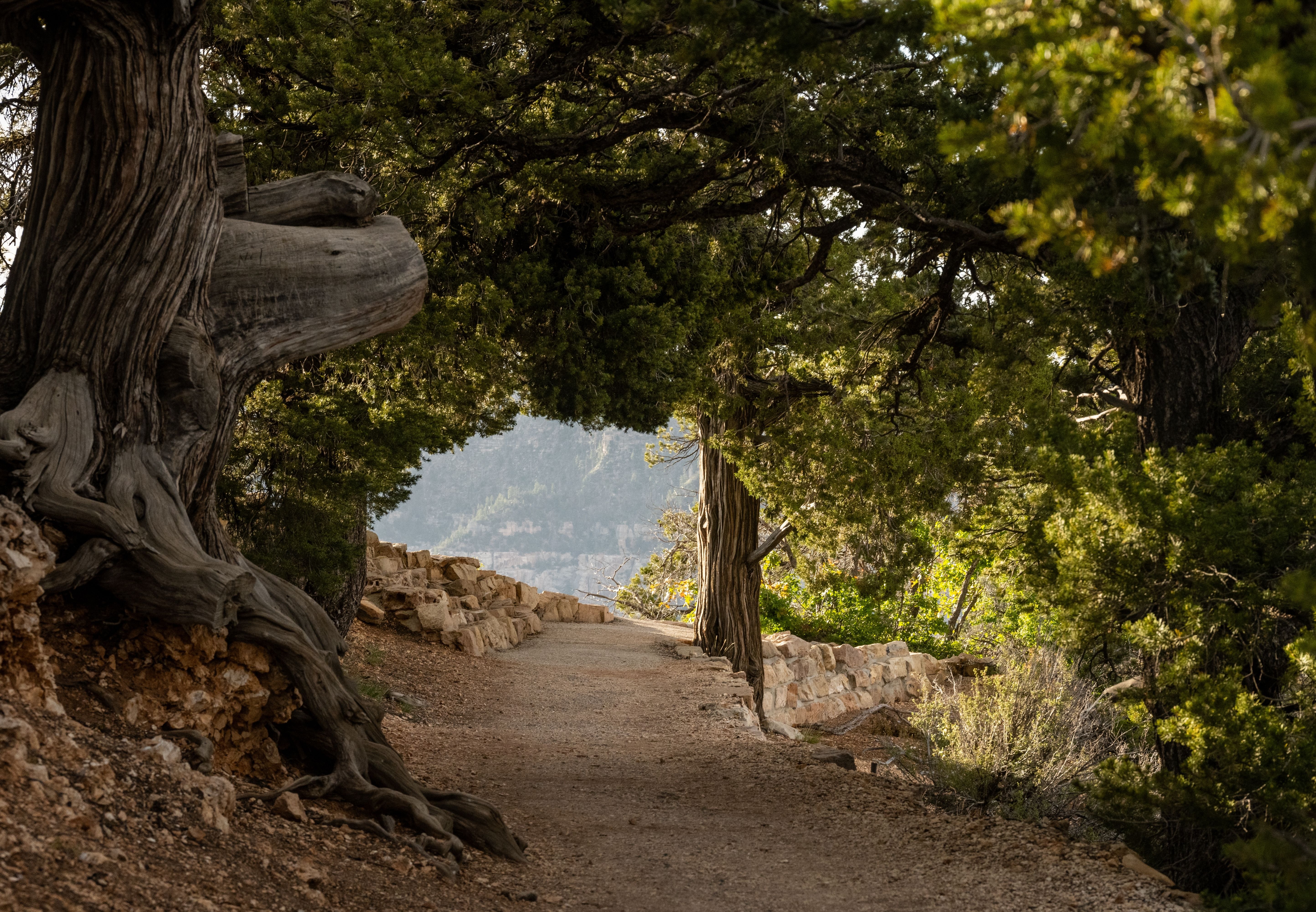 Transept Trail Along The North Rim Of Grand Canyon