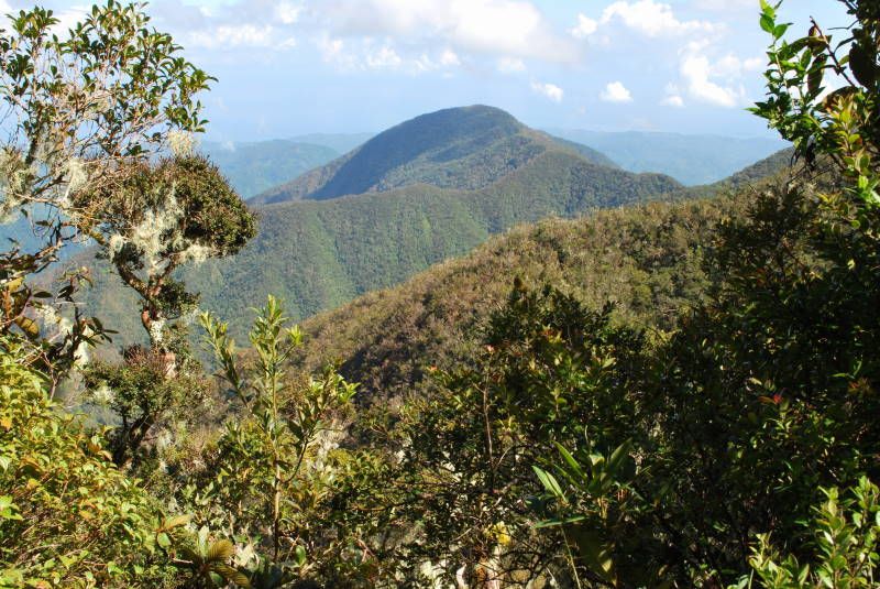 Jamaica Blue Mountains
