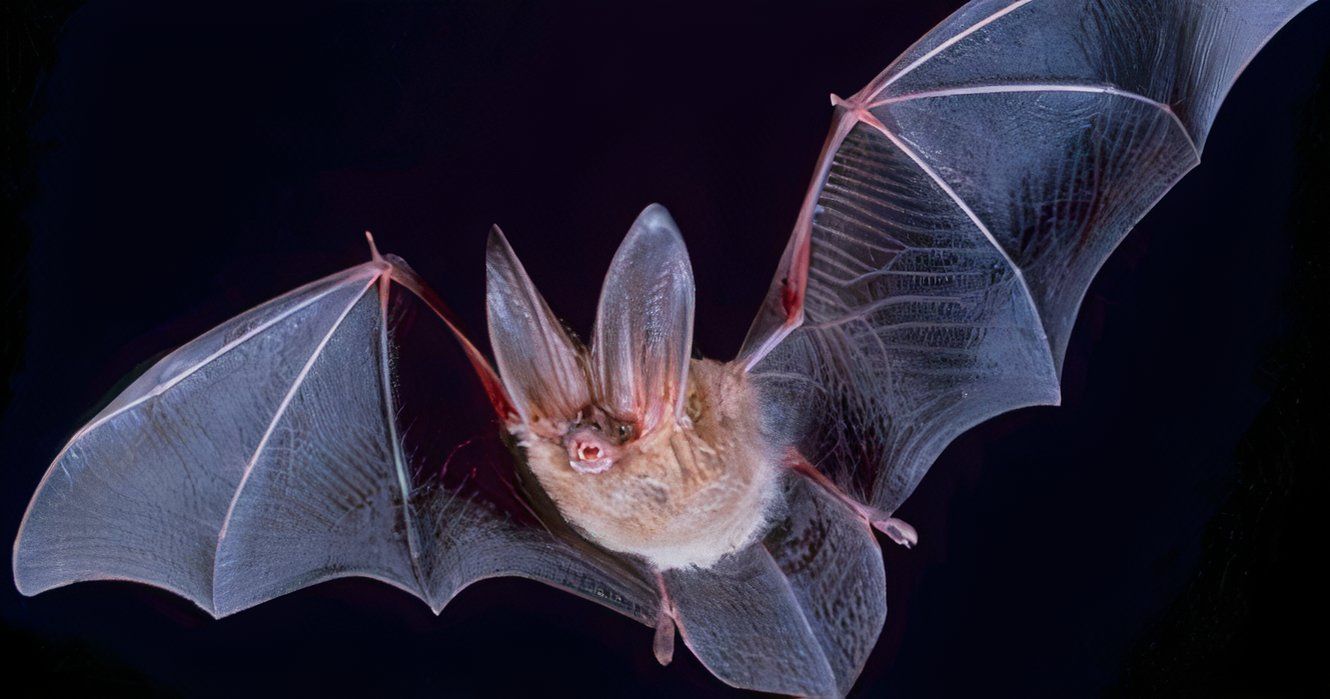 Beware Of Bats At This Popular National Park