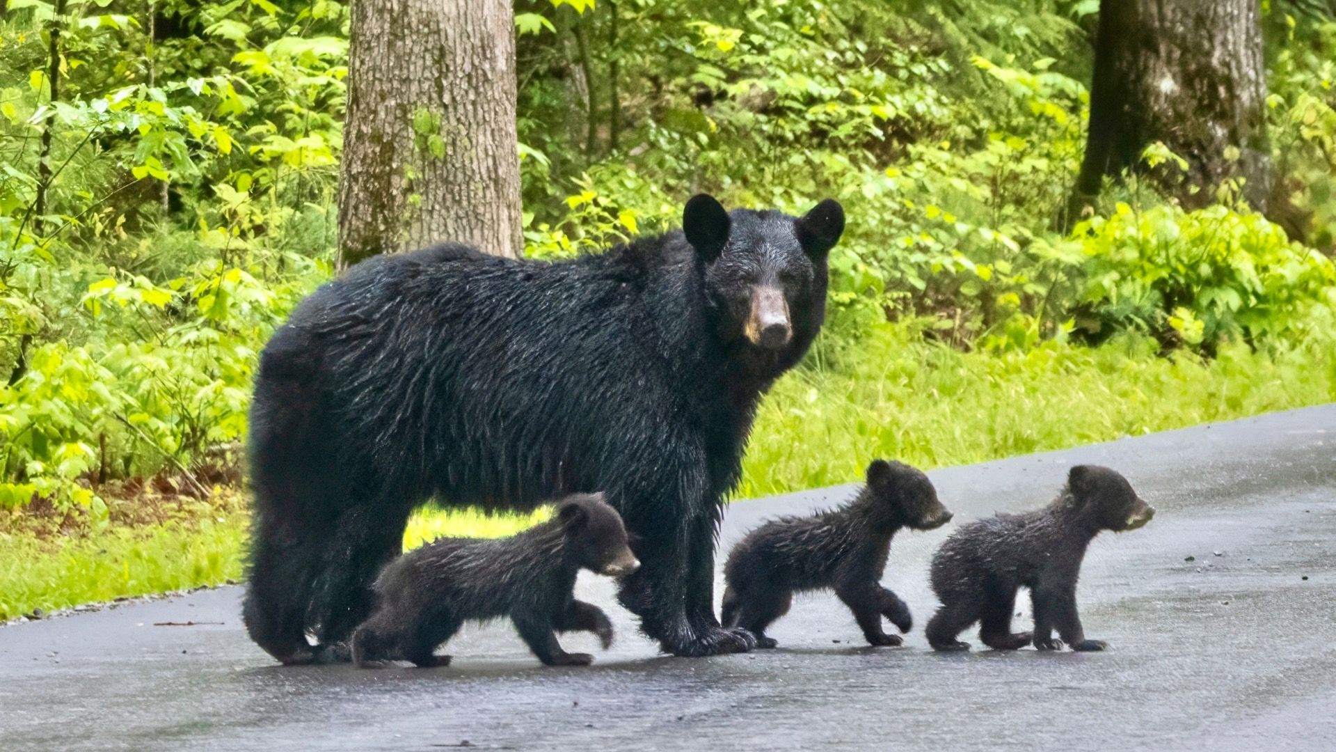 7 National Parks Near Train Stations For Easy Trips