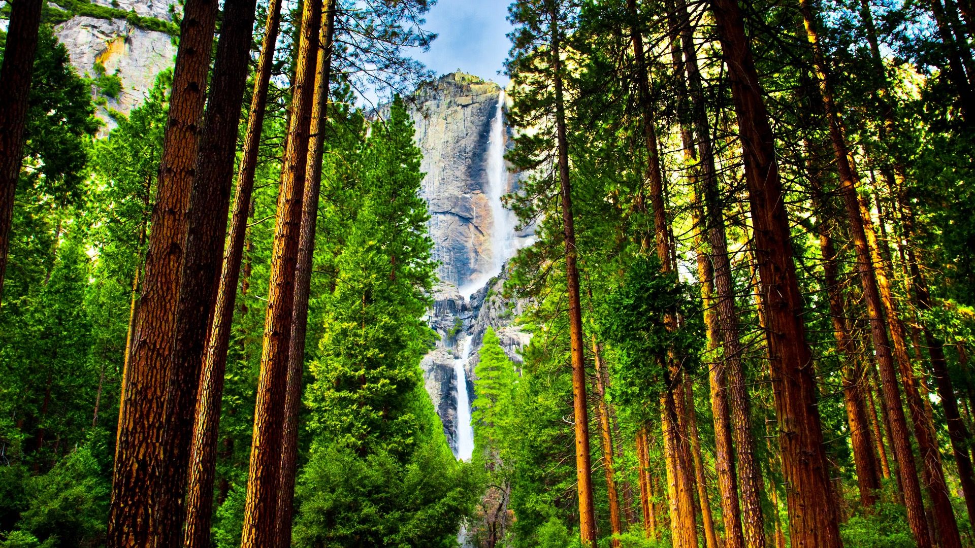 Yosemite Waterfalls behind Sequoias in Yosemite National Park,California