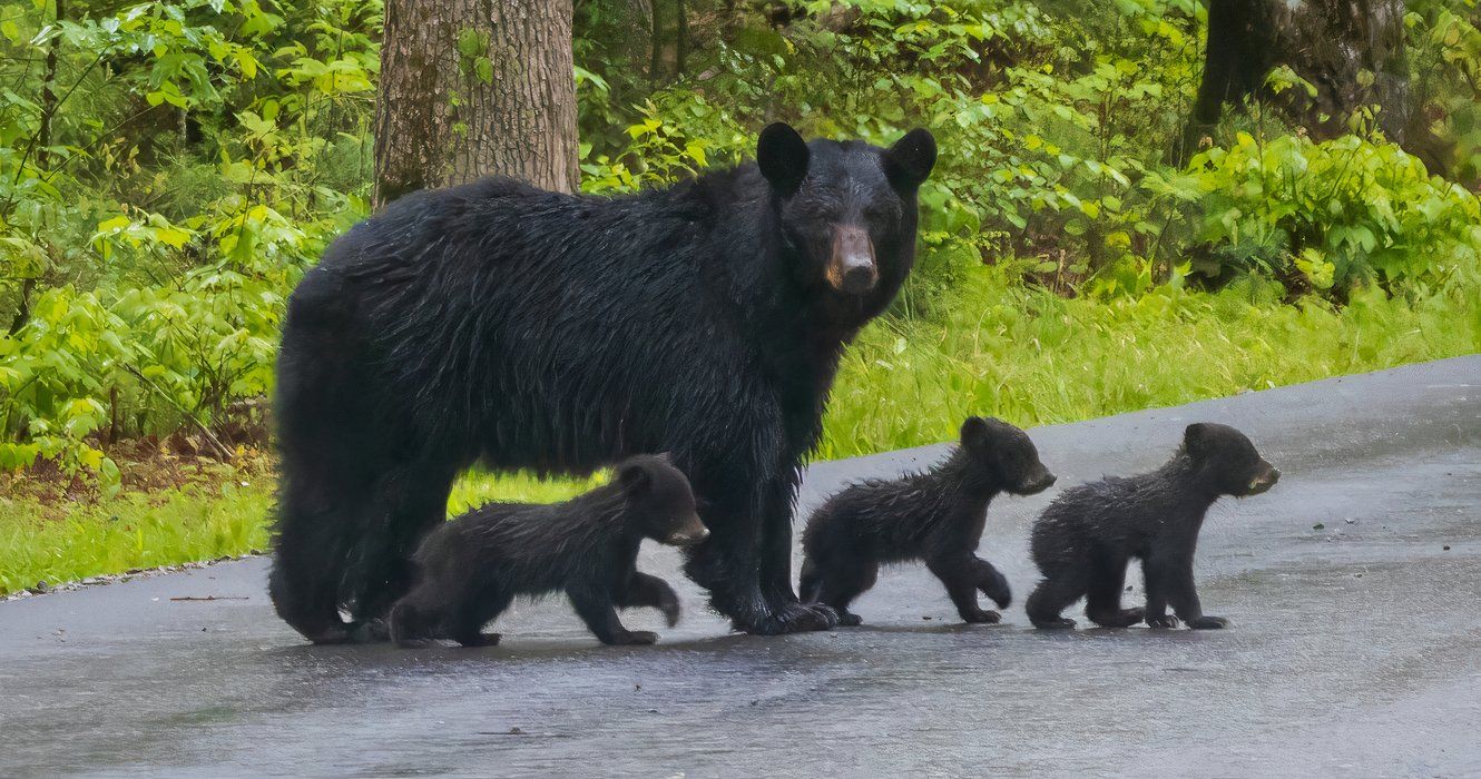 Black bears