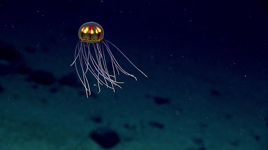 Crossota jellyfish in the Mariana Trench, seen during Dive 4 of the Deepwater Exploration of the Marianas expedition on April 24, 2016, while exploring Enigma Seamount at a depth of ~3,700 meters