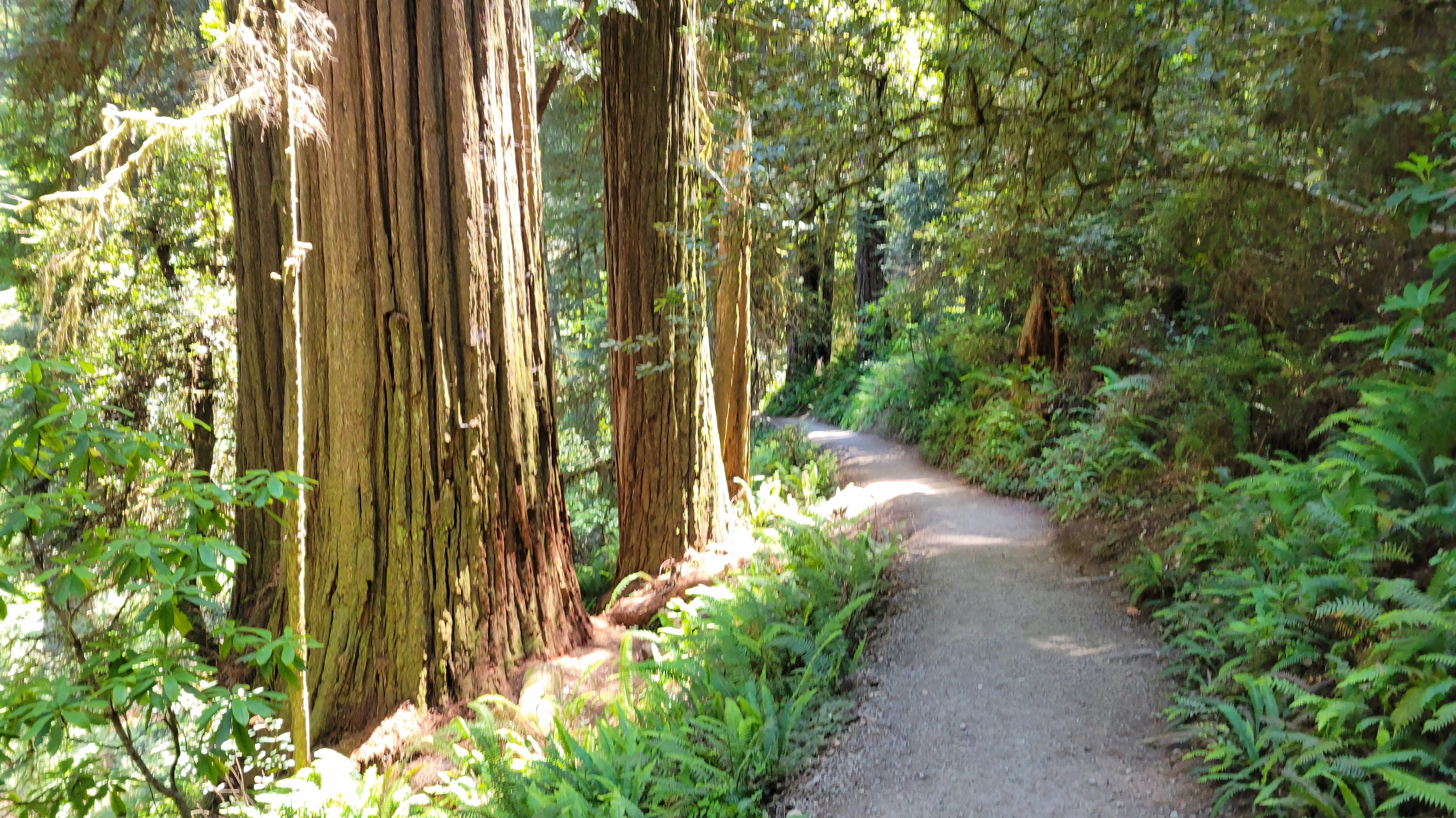 Grove of the Titans Trail, Redwood National and State Parks, California, USA