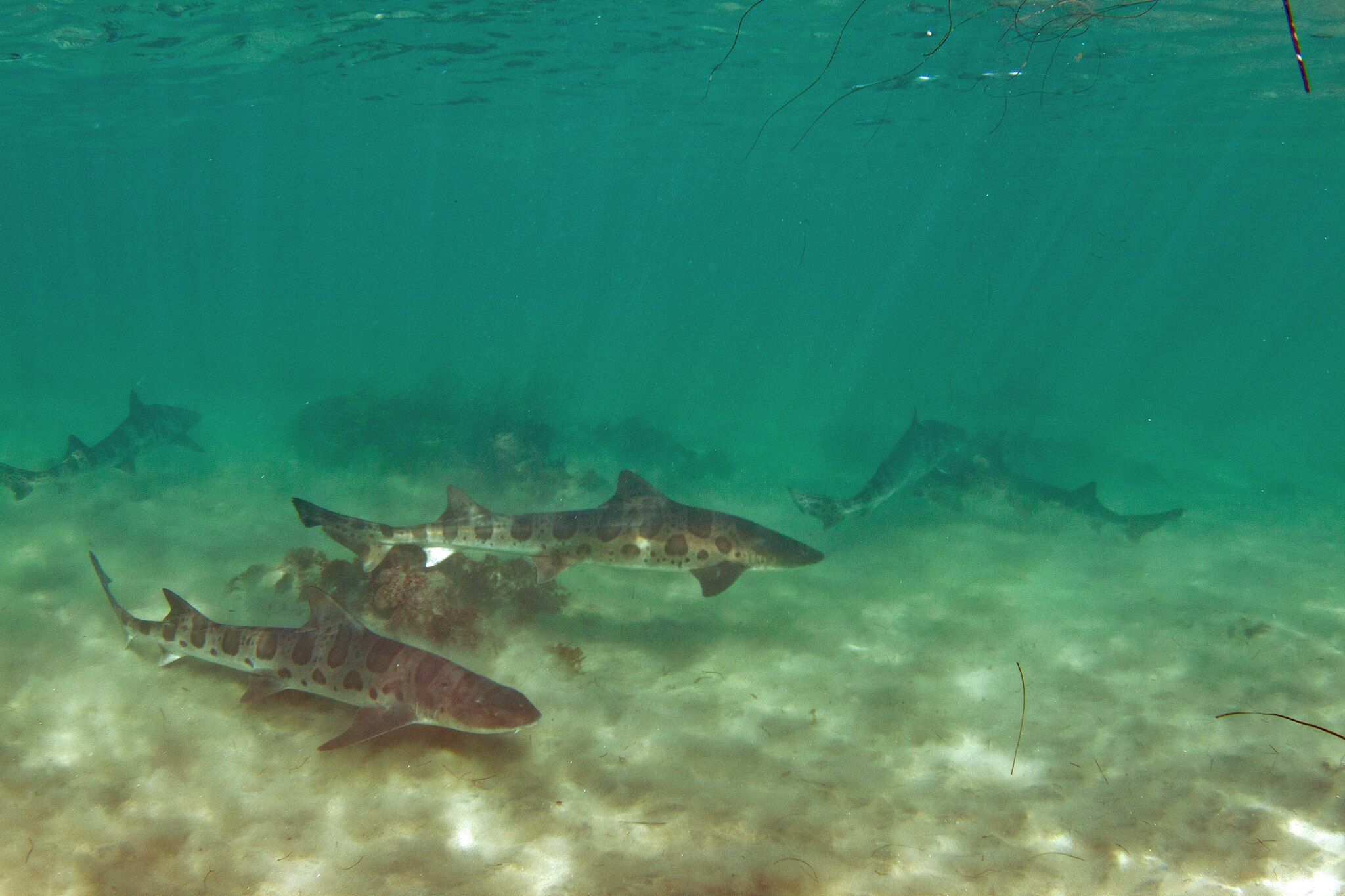 Leopard sharks (plural) in La Jolla, California