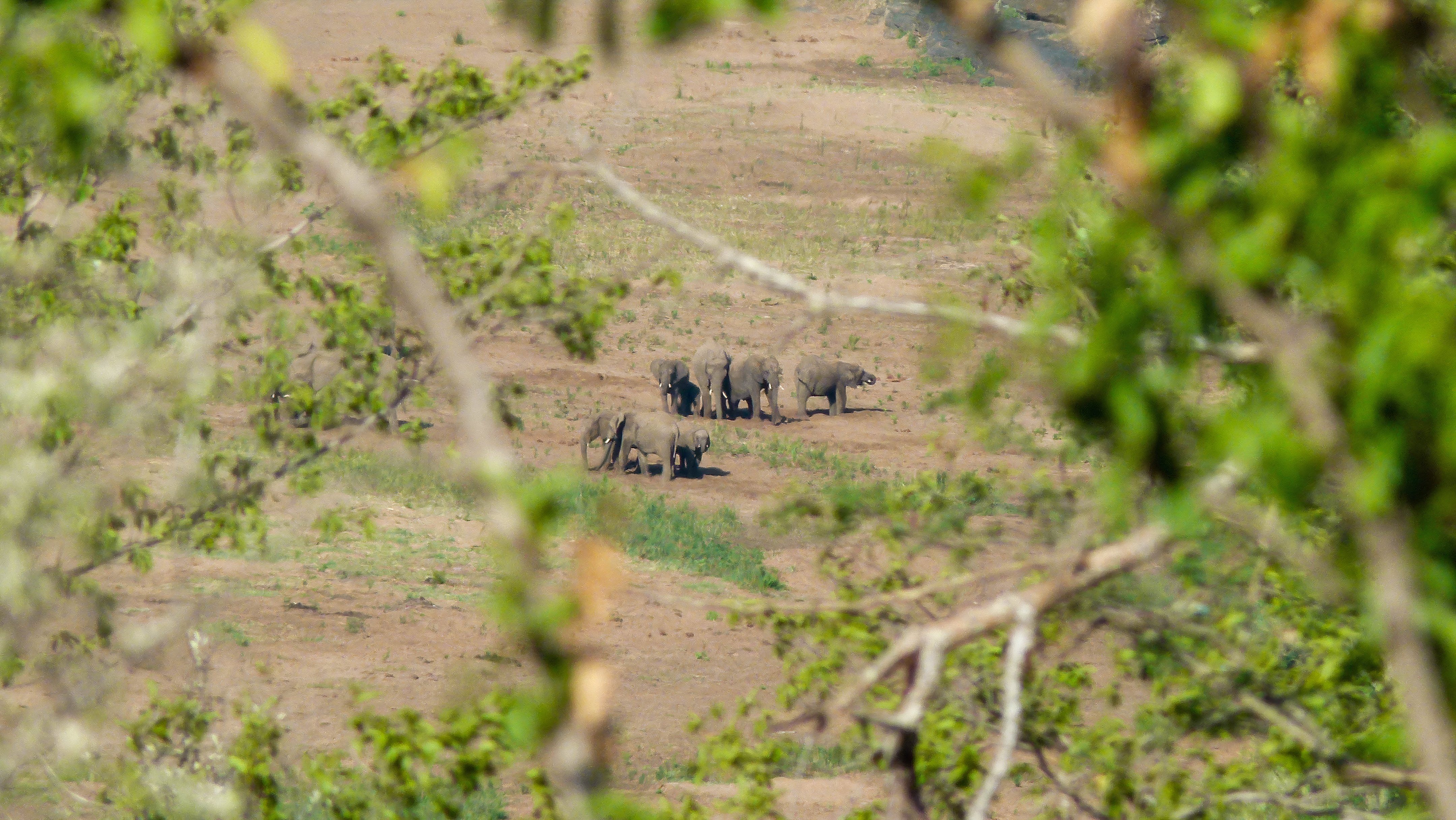 Herd of elephants in the Hluhluwe Game Reserve in South Africa