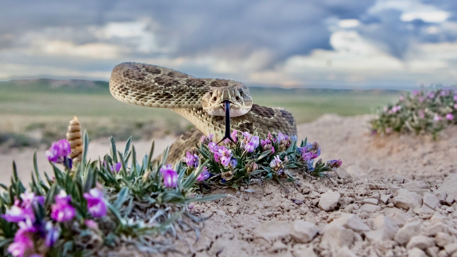 Closeup of a Prairie Rattlesnake