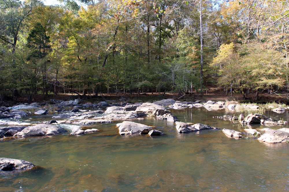 The calm waters of the Eno River lining the forest on the Cox Mountain Trail in Durham, North Carolina