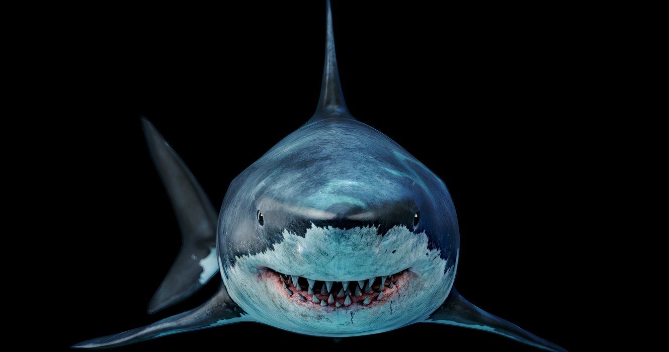 Megalodon shark