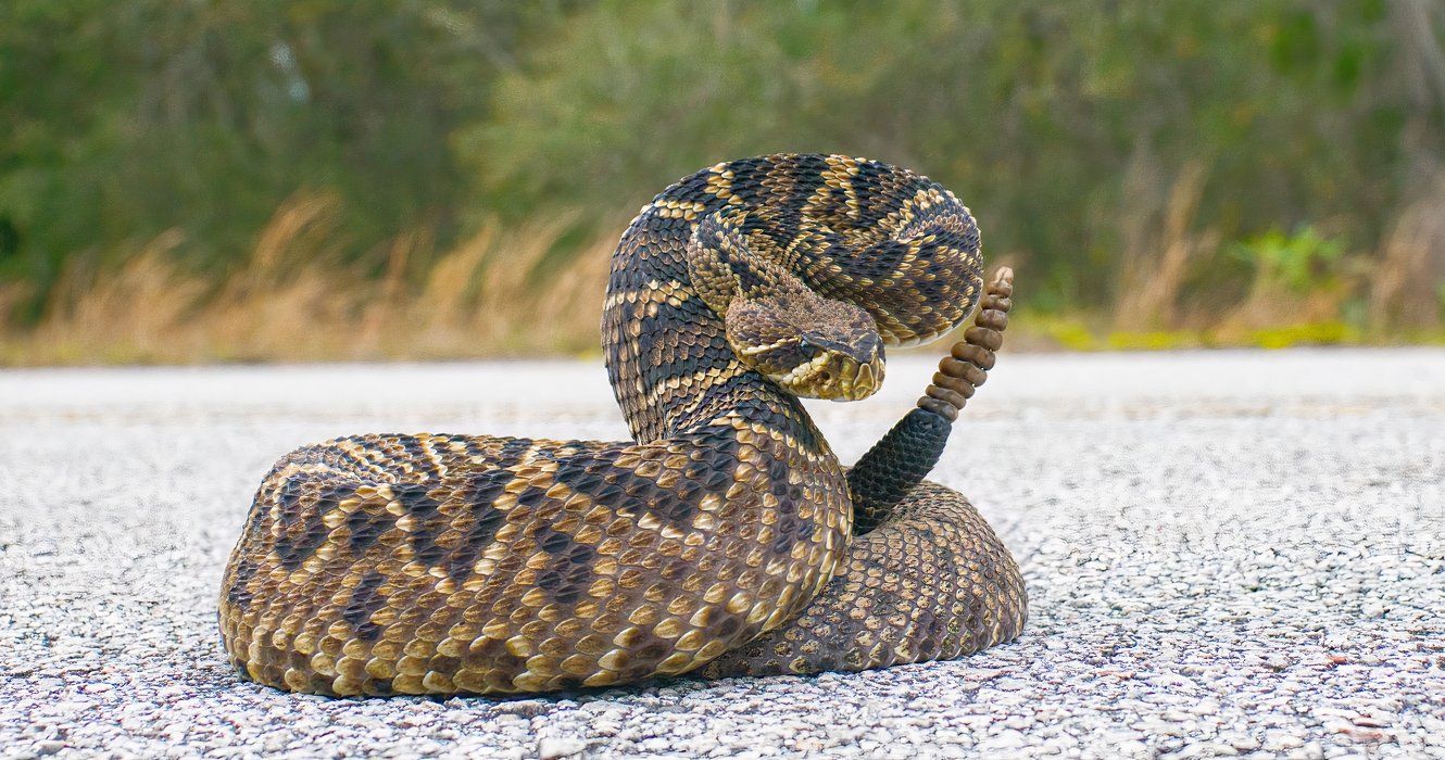 Rattlesnake on the road