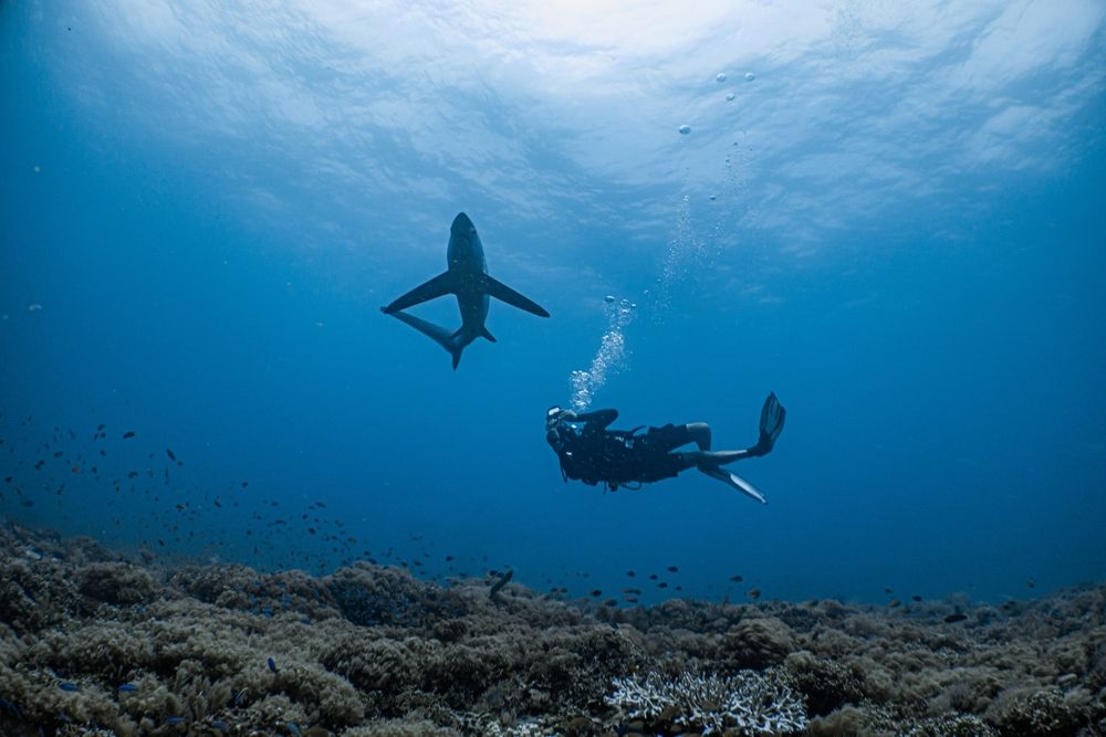 7 Places To Dive With Sharks Without Being Attacked By One