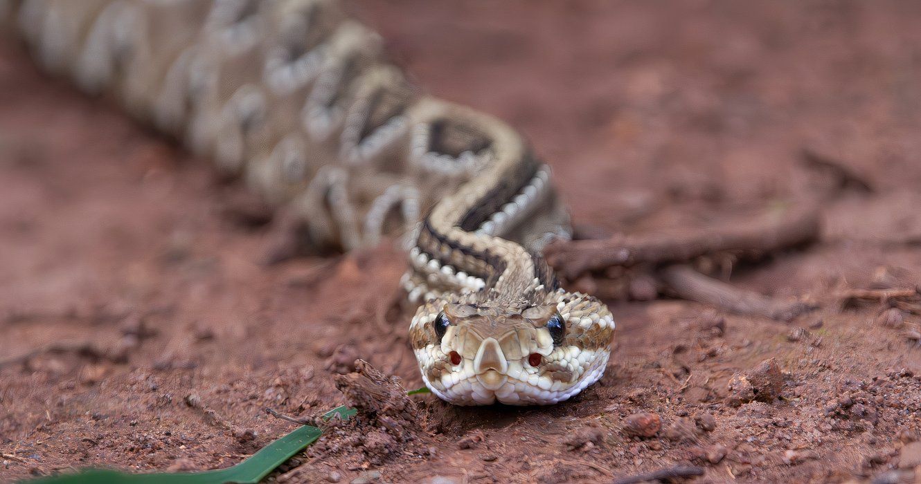 Forget Bears, This Animal Is The Bigger Threat On Colorado's Trails
