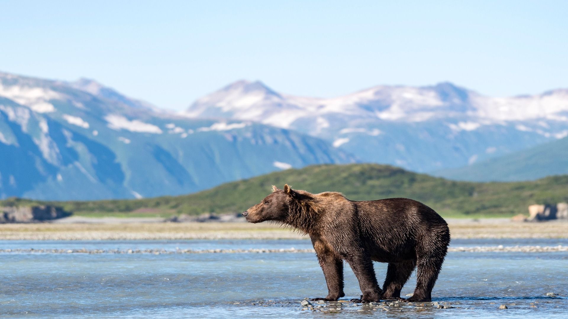 Brown bear (Ursus Arctos), Katmai National Park, Alaska, USA