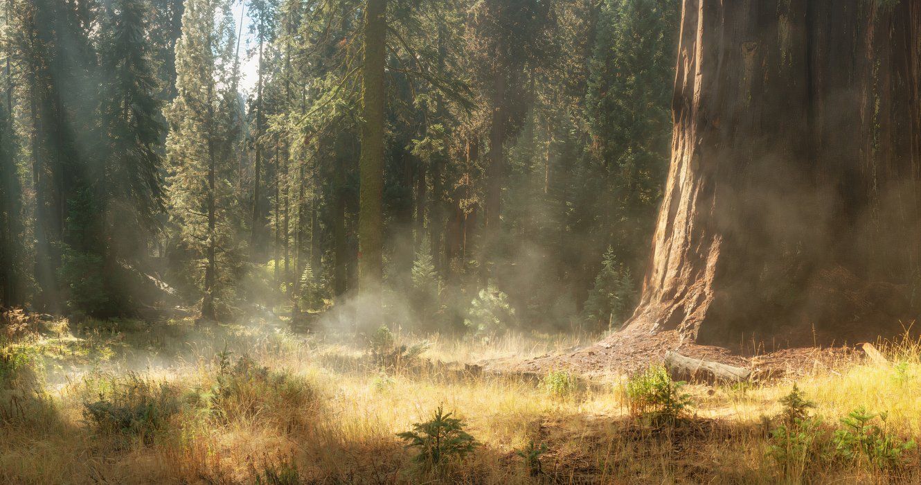 Forest with a giant sequoia