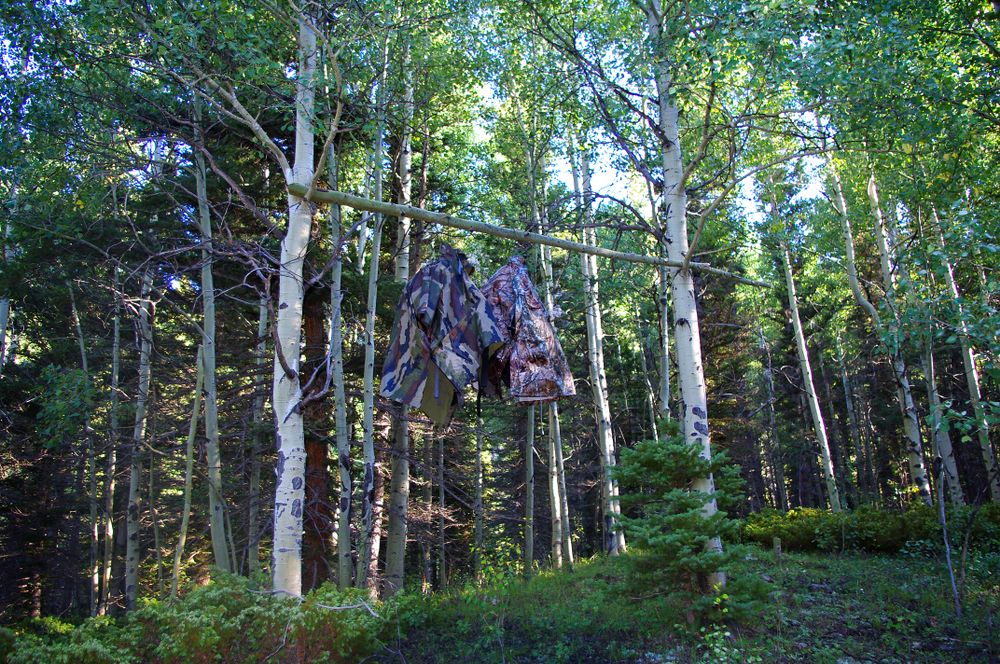 Make shift Bear bag hanging in a tree in the Colorado mountains, USA