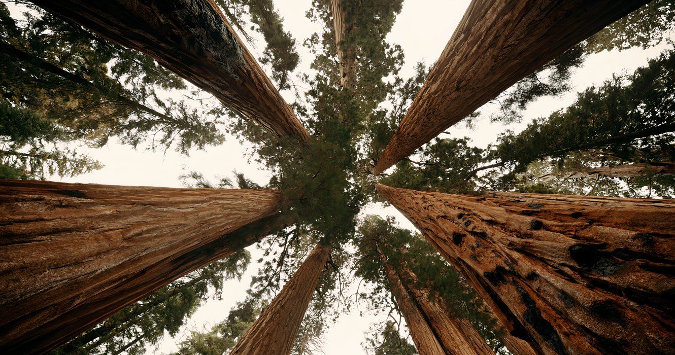 Grove of giant sequoias