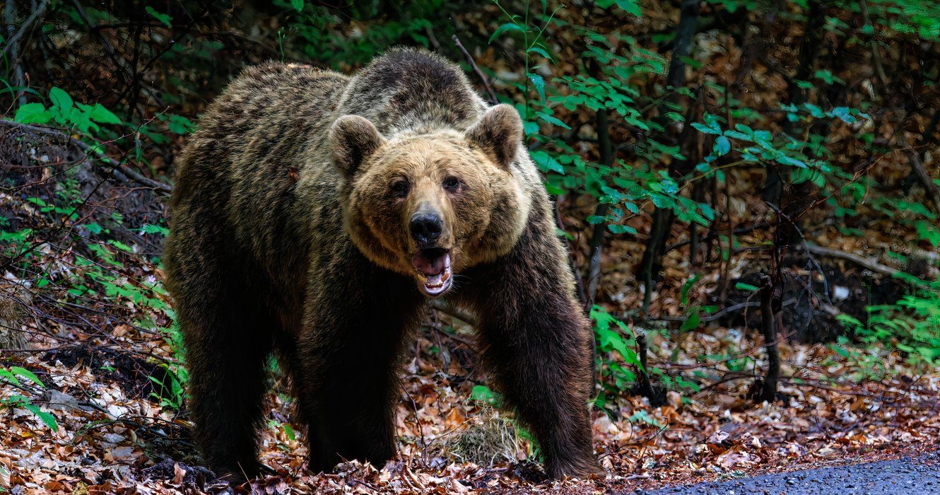 Angry brown bear on the road