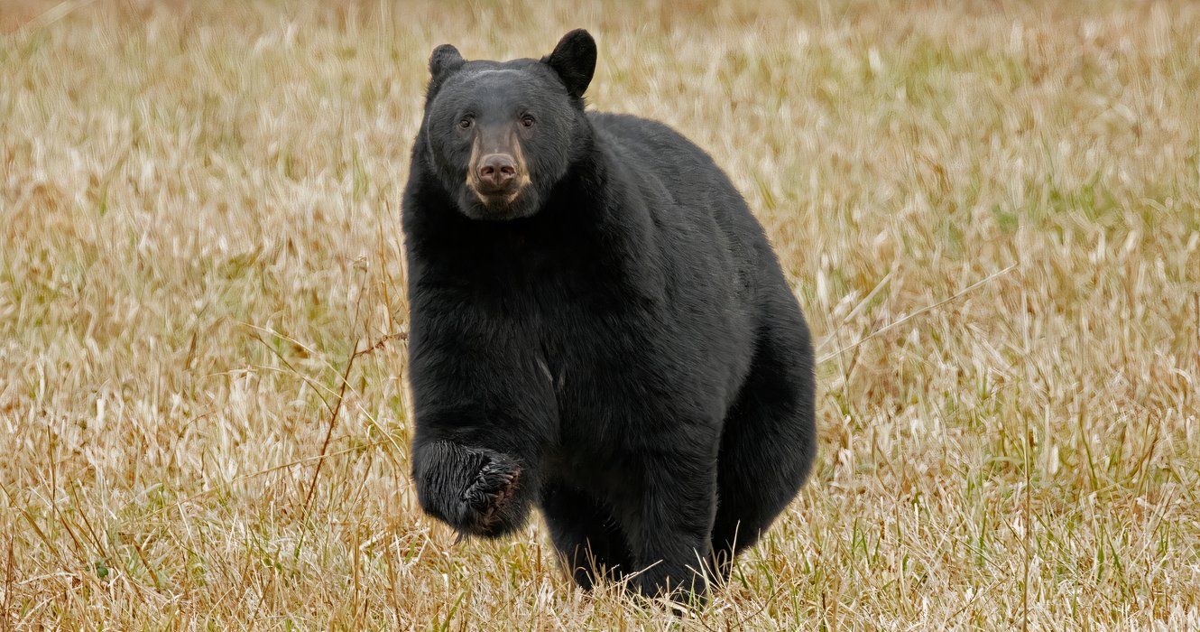 Smoky Mountain Bear Stalks Hikers In Unprovoked Encounter