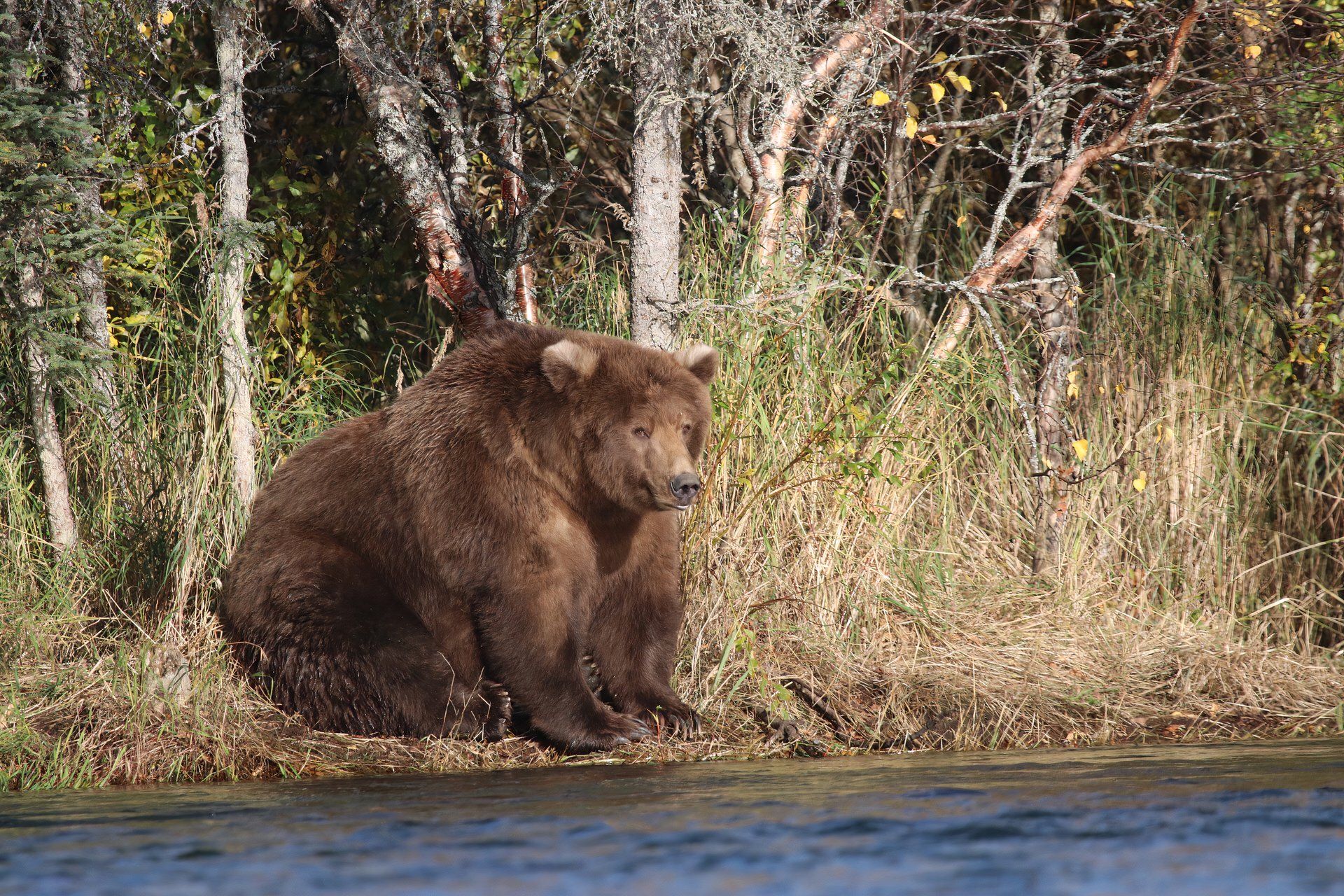 Grizzly Bear at Brooks River, Katmai National Park and Preserve, Alaska