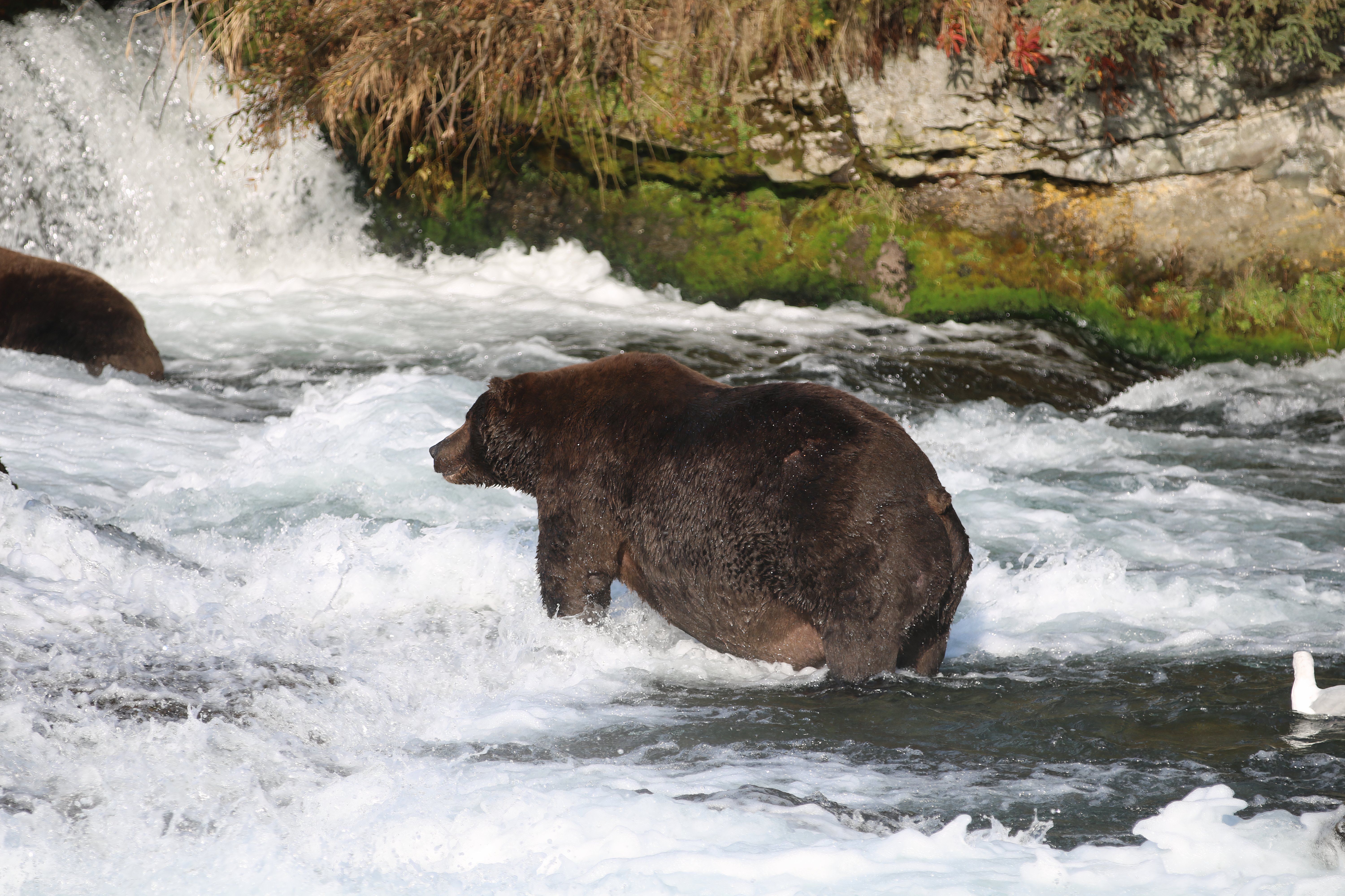 Bear 747 at Brooks Falls, Katmai National Park and Preserve, Alaska