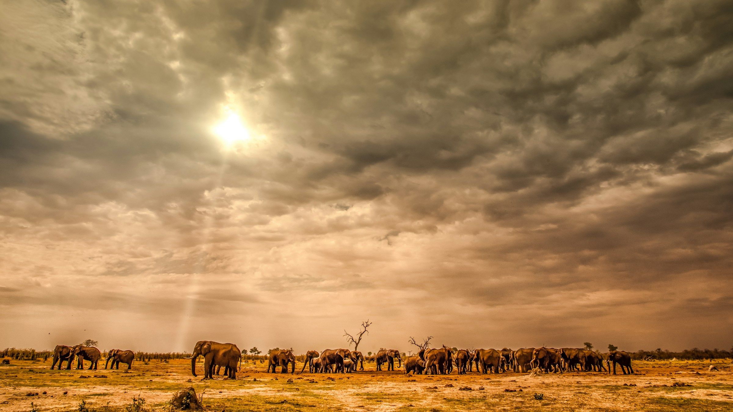 Elephants on the plains in Botswana