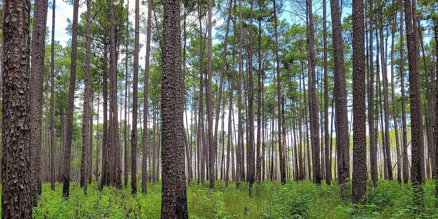 Congaree National Park
