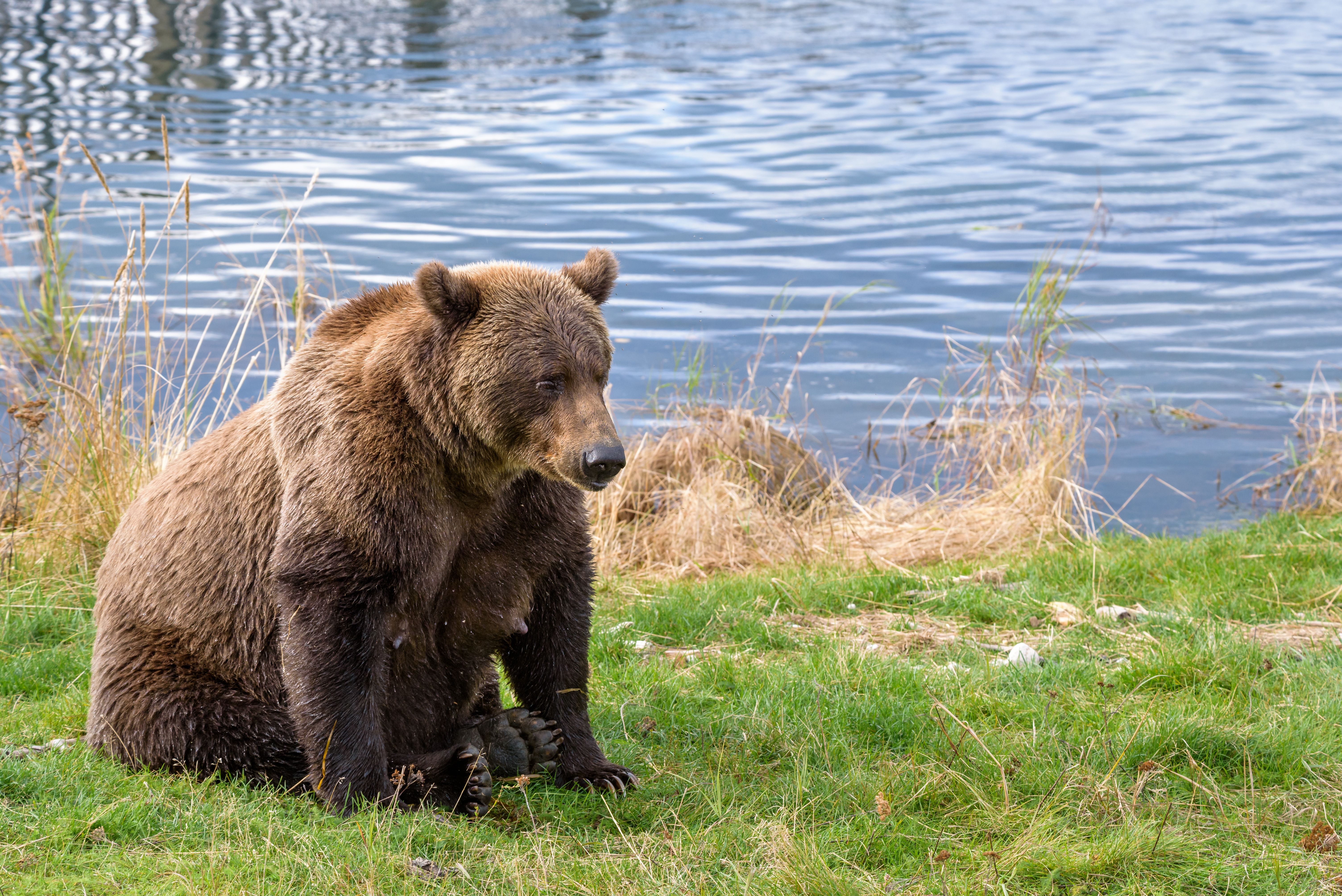 Battle Of The Chonks! Fat Bear Week Is Coming