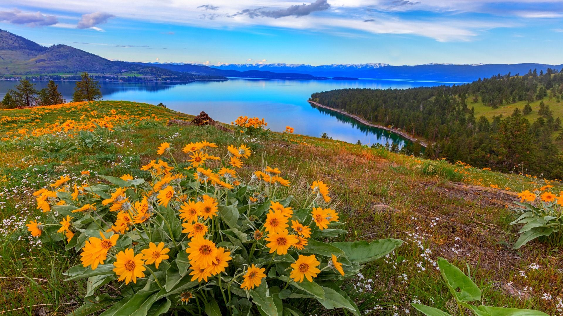 Balsam arrowroot wildflowers at Wild Horse Island State Park near Dayton and Flathead Lake State Park, Montana, USA