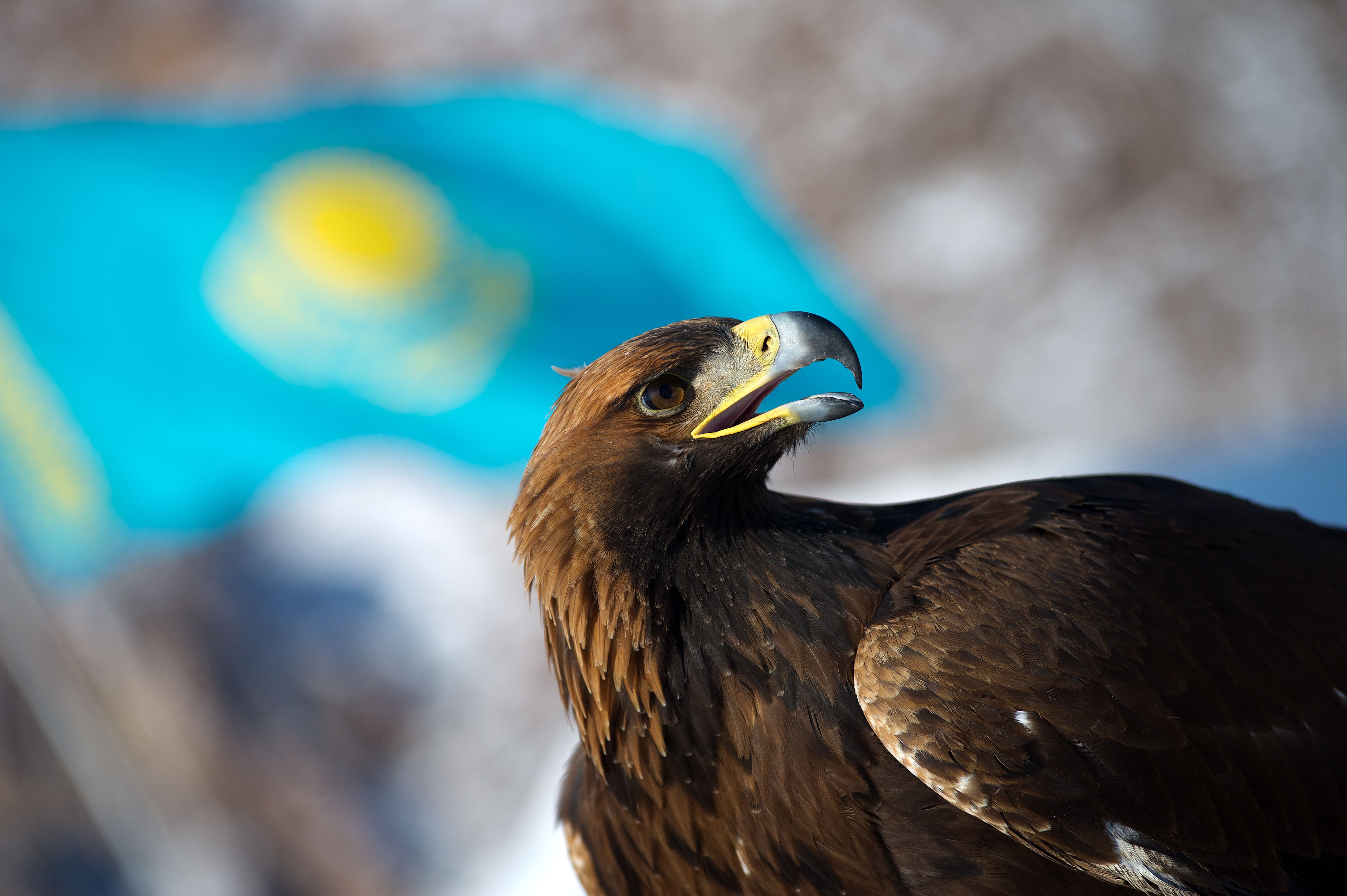Eagle by a Kazakhstan Flag