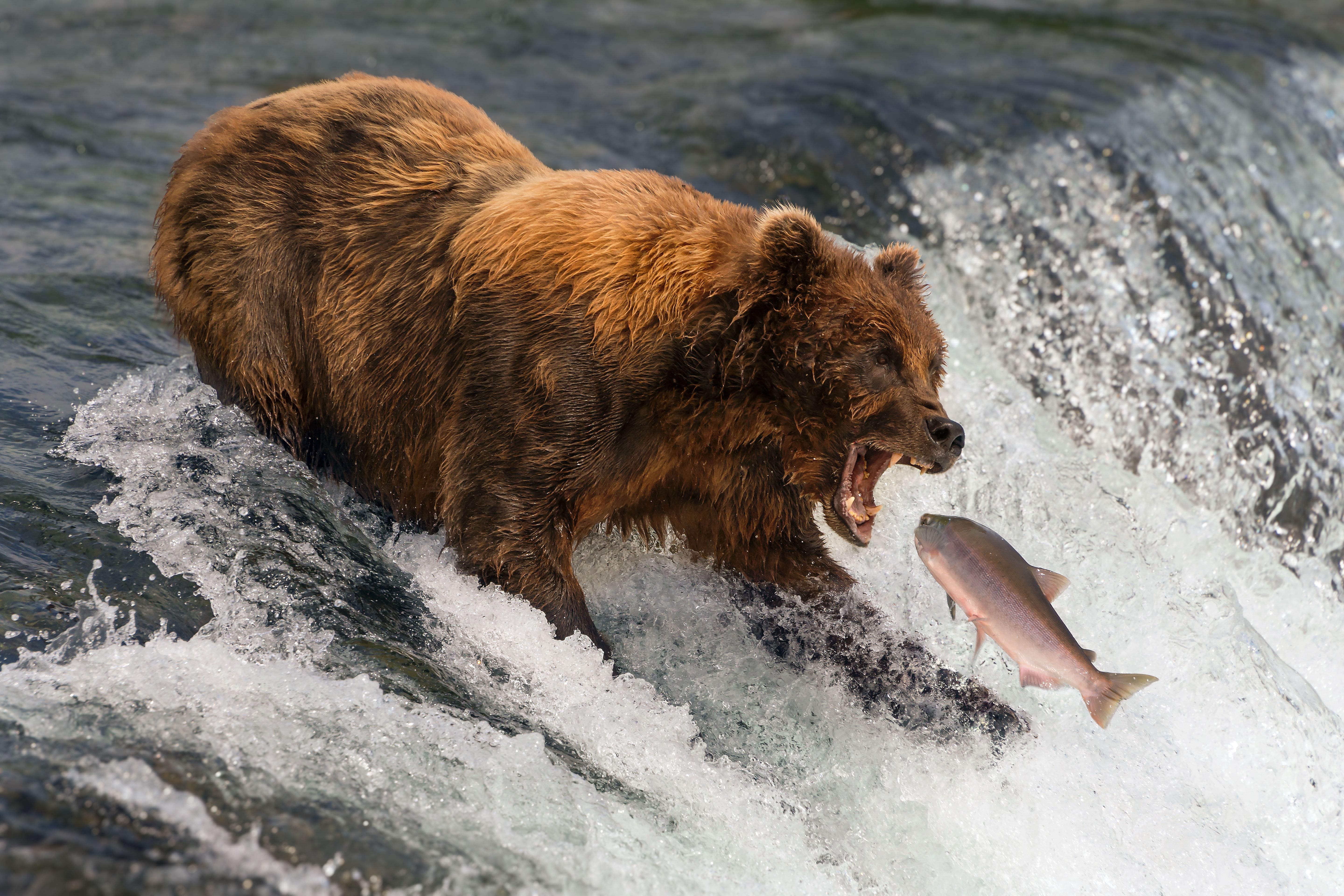 Bear at Brooks Falls, Katmai National Park and Preserve, Alaska, USA