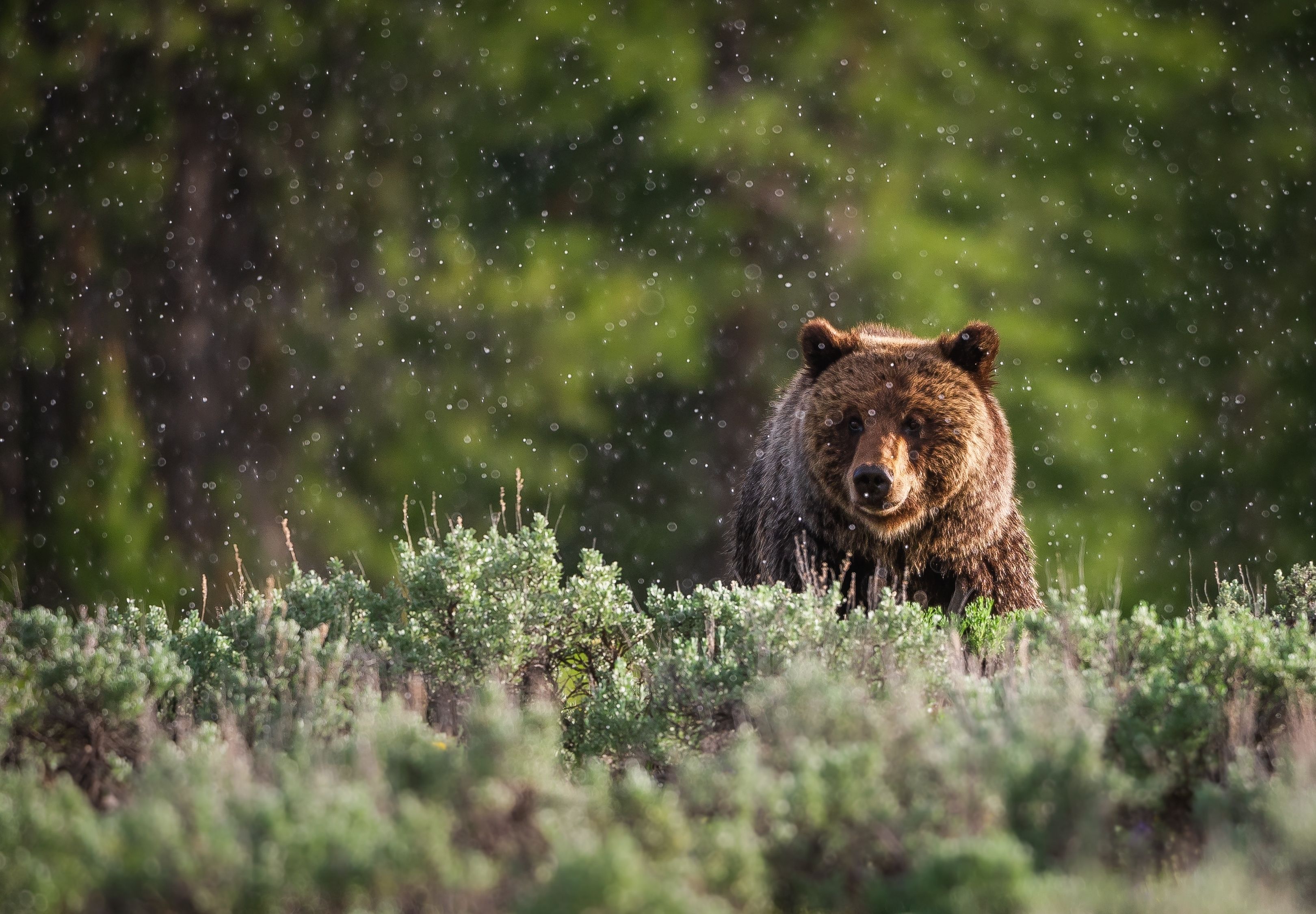 A cinnamon bear in glacier national park foraging for food