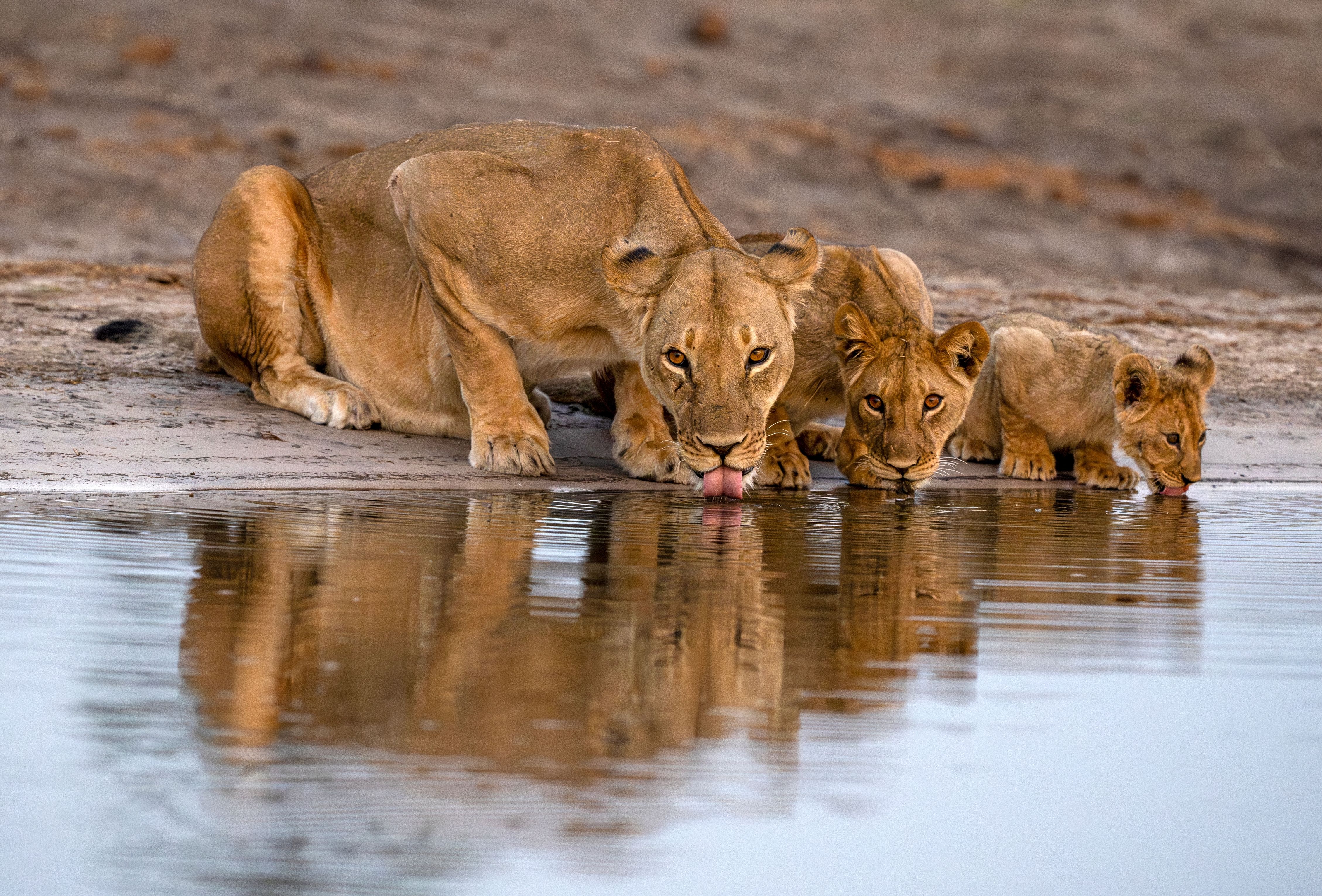 Three Lions Found Shot and Mutilated in Ritual Poaching Kill at Hwange ...