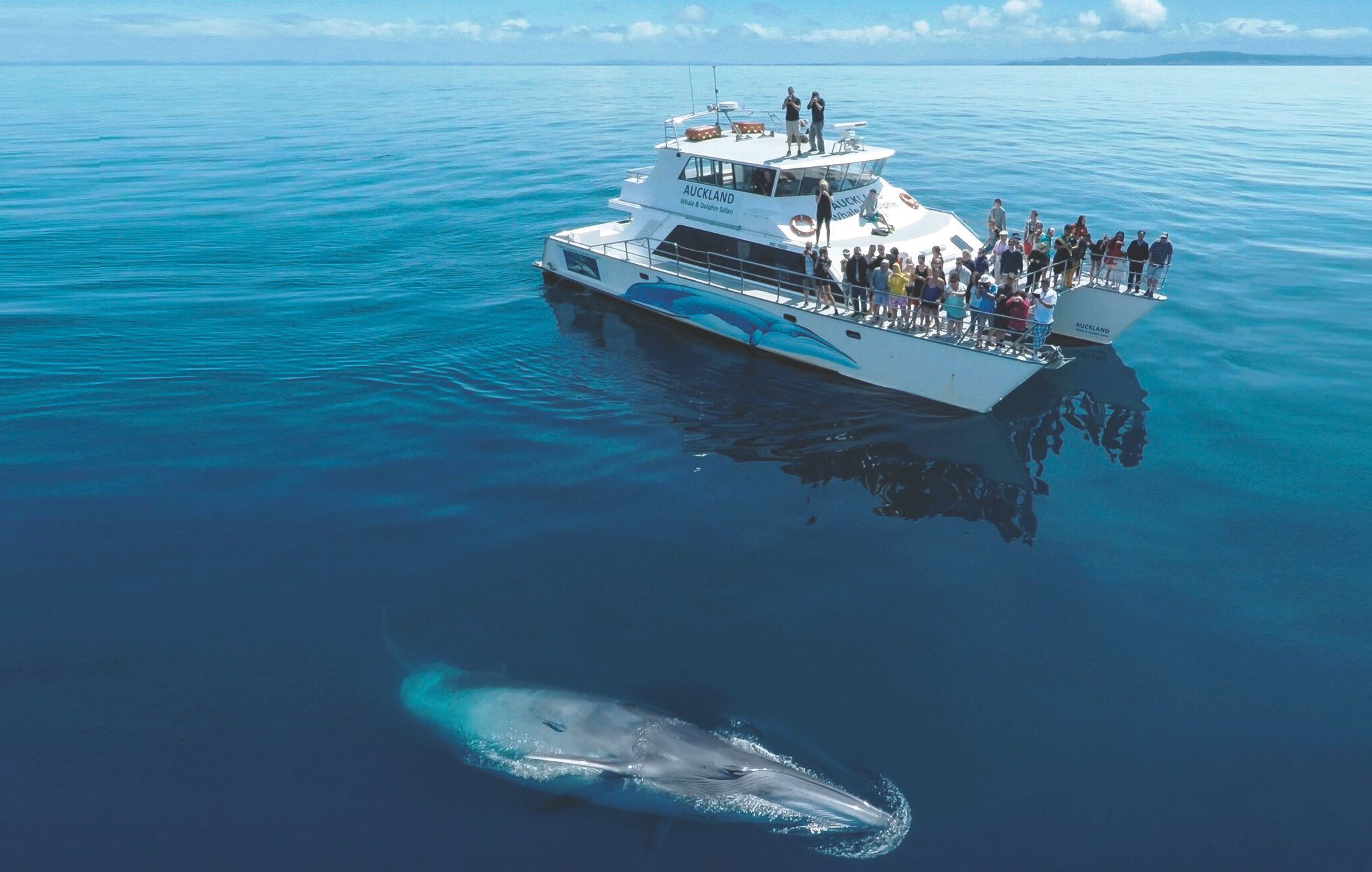 Bryde's Whale Hauraki Gulf, Aukland, New Zeland