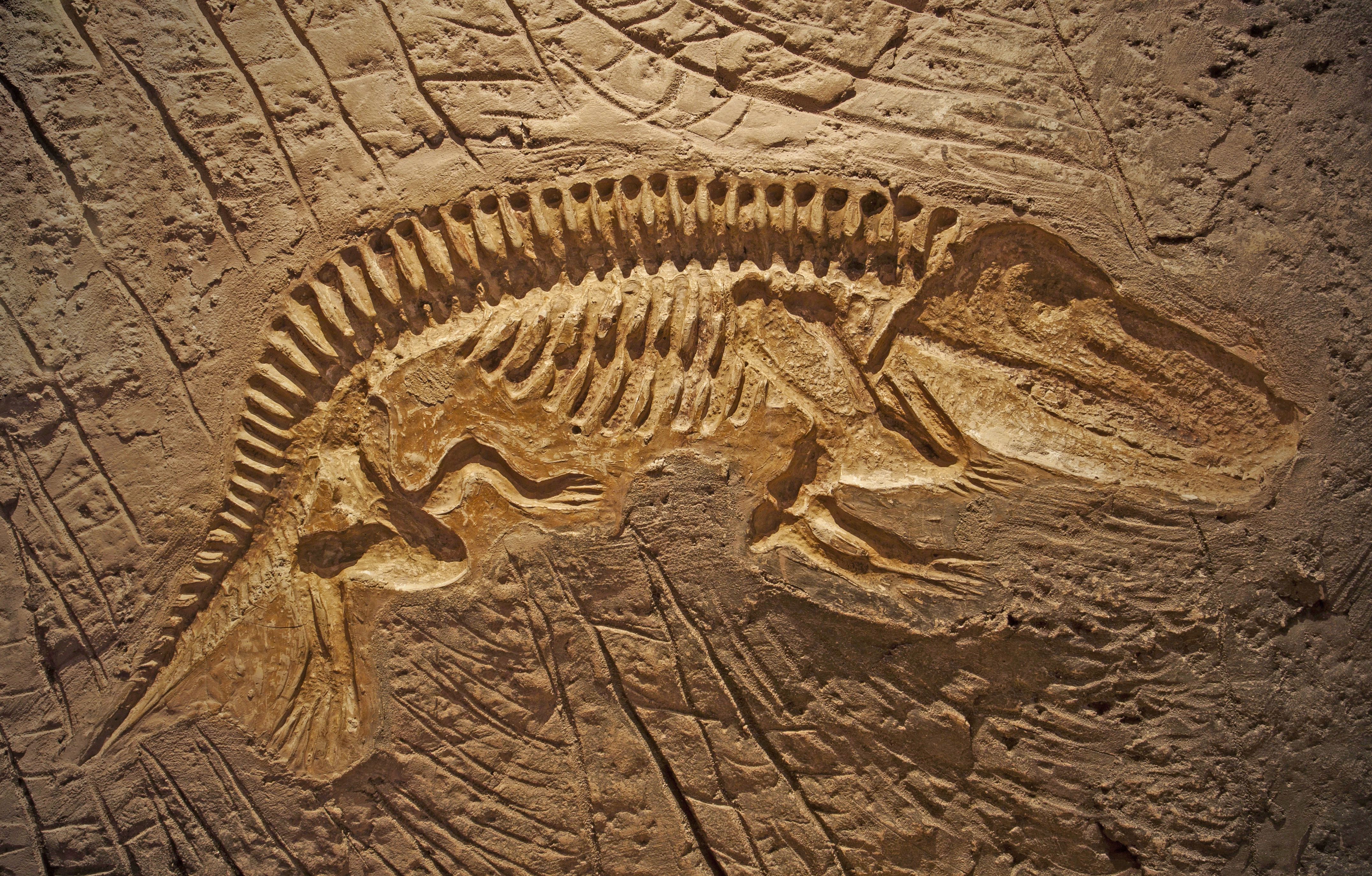 Fossil