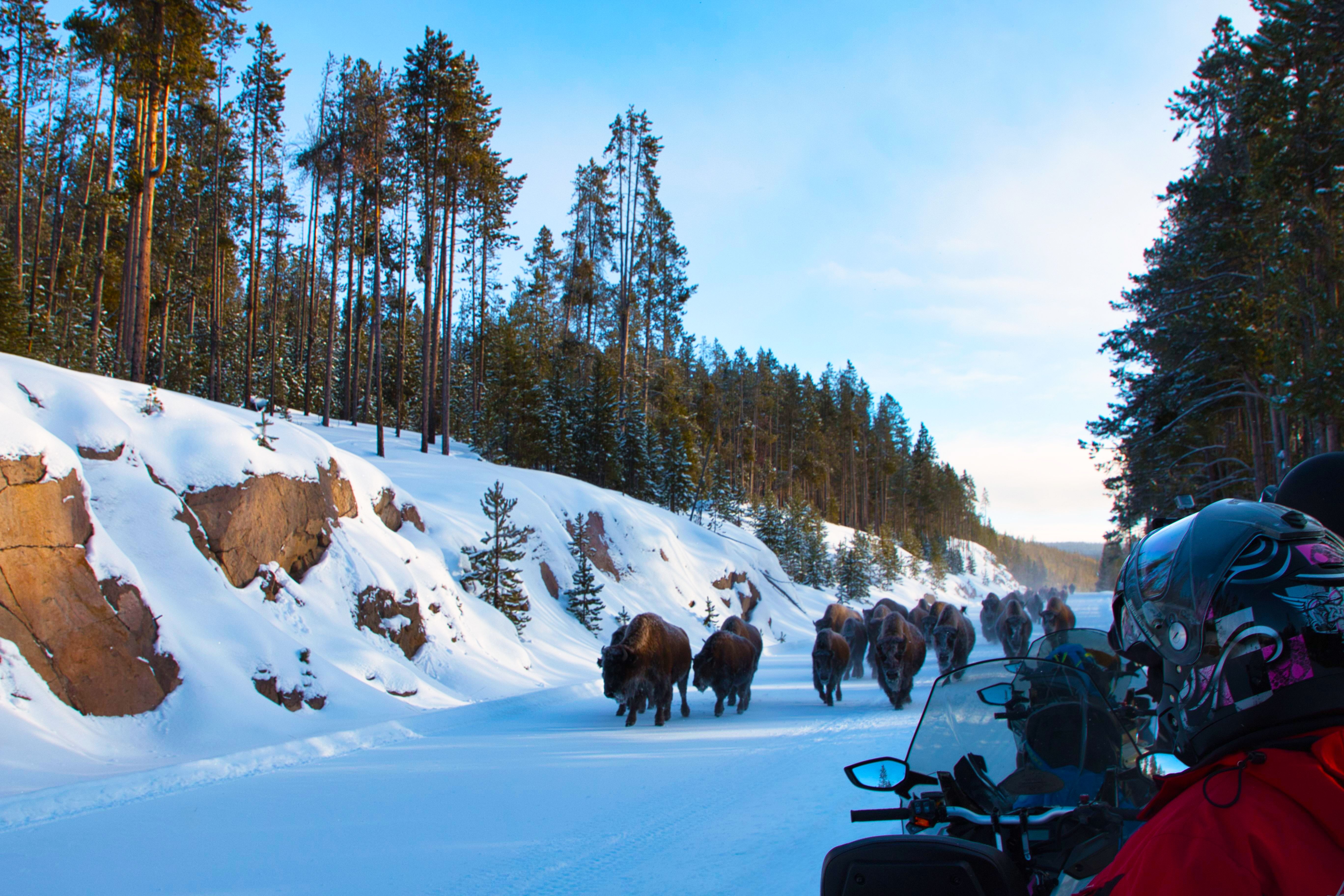 Yellowstone's Secret Entrance Leads To The National Park's Most