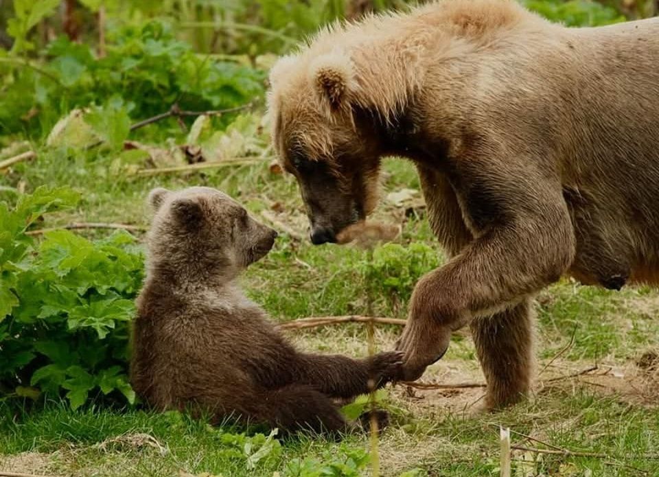 Grizzly Bear No. 399 with one of her cubs - Image credit - Roy Halpern